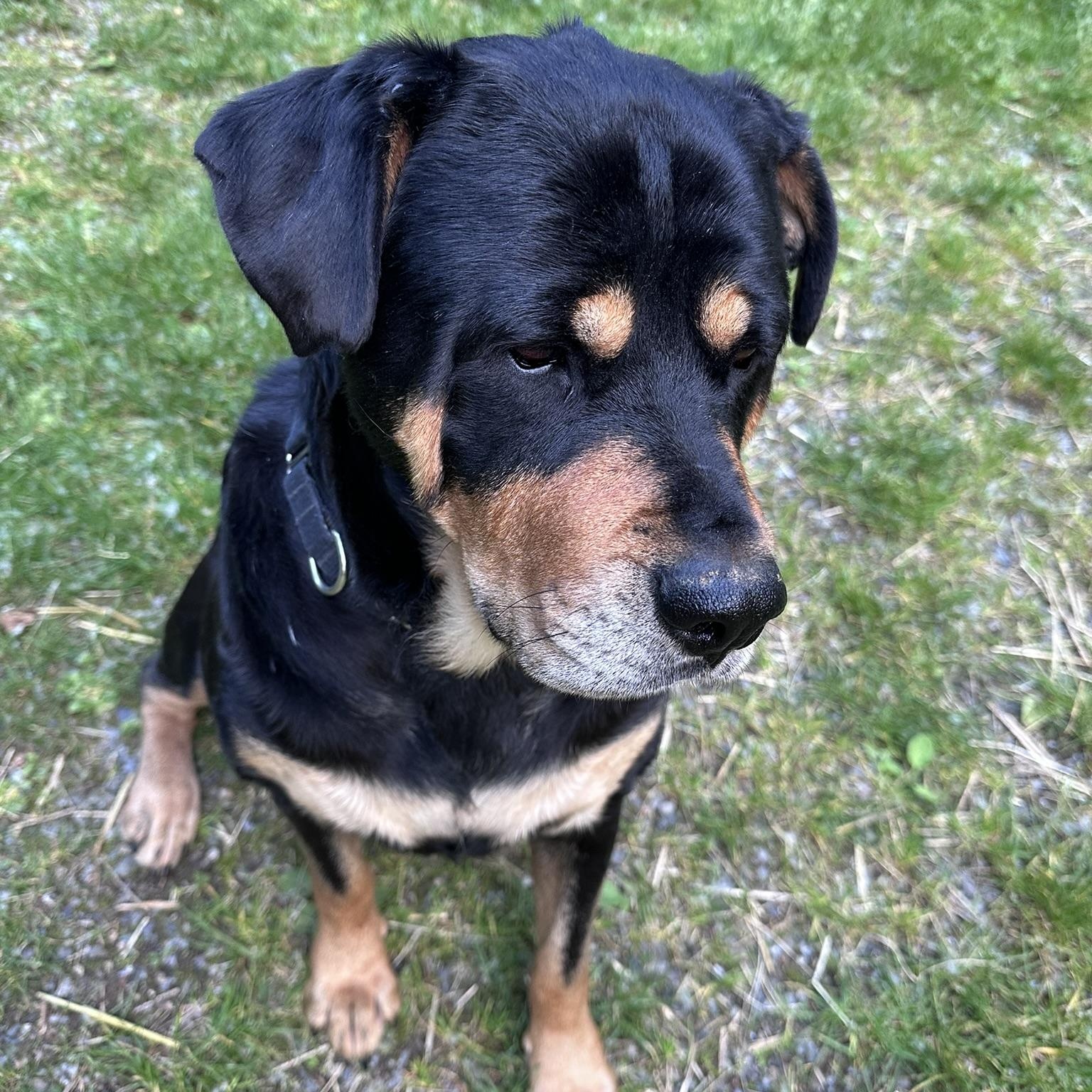 Honey, Adoptable, Adult Female Rottweiler.