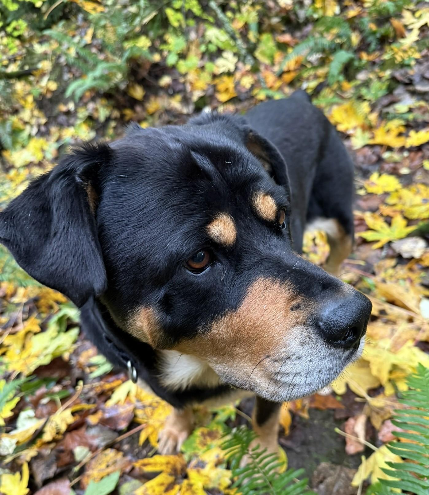 Honey, a Adoptable Rottweiler in Redmond, WA image 2/6