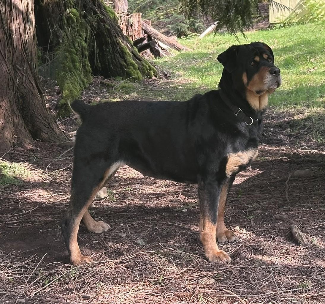 Honey, a Adoptable Rottweiler in Redmond, WA image 3/6