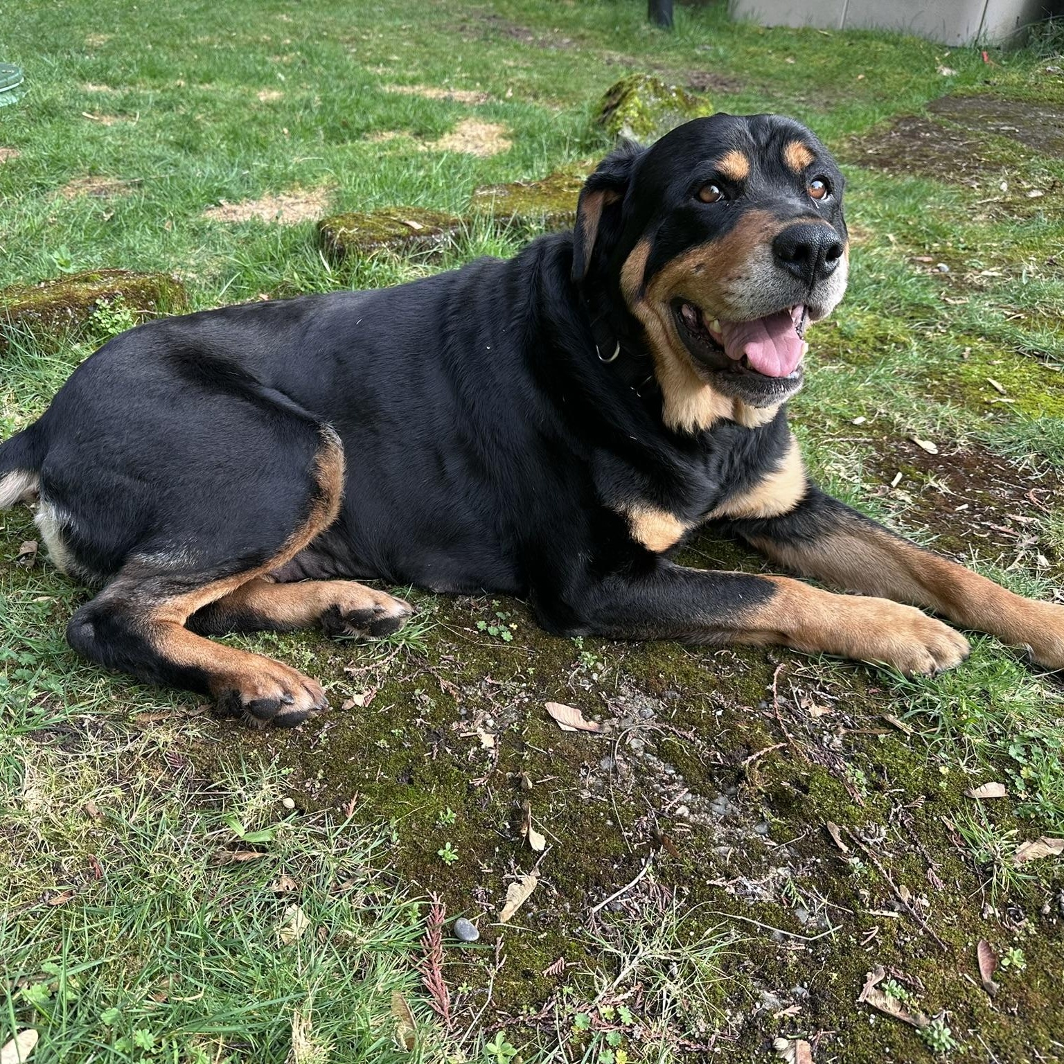 Honey, a Adoptable Rottweiler in Redmond, WA image 6/6