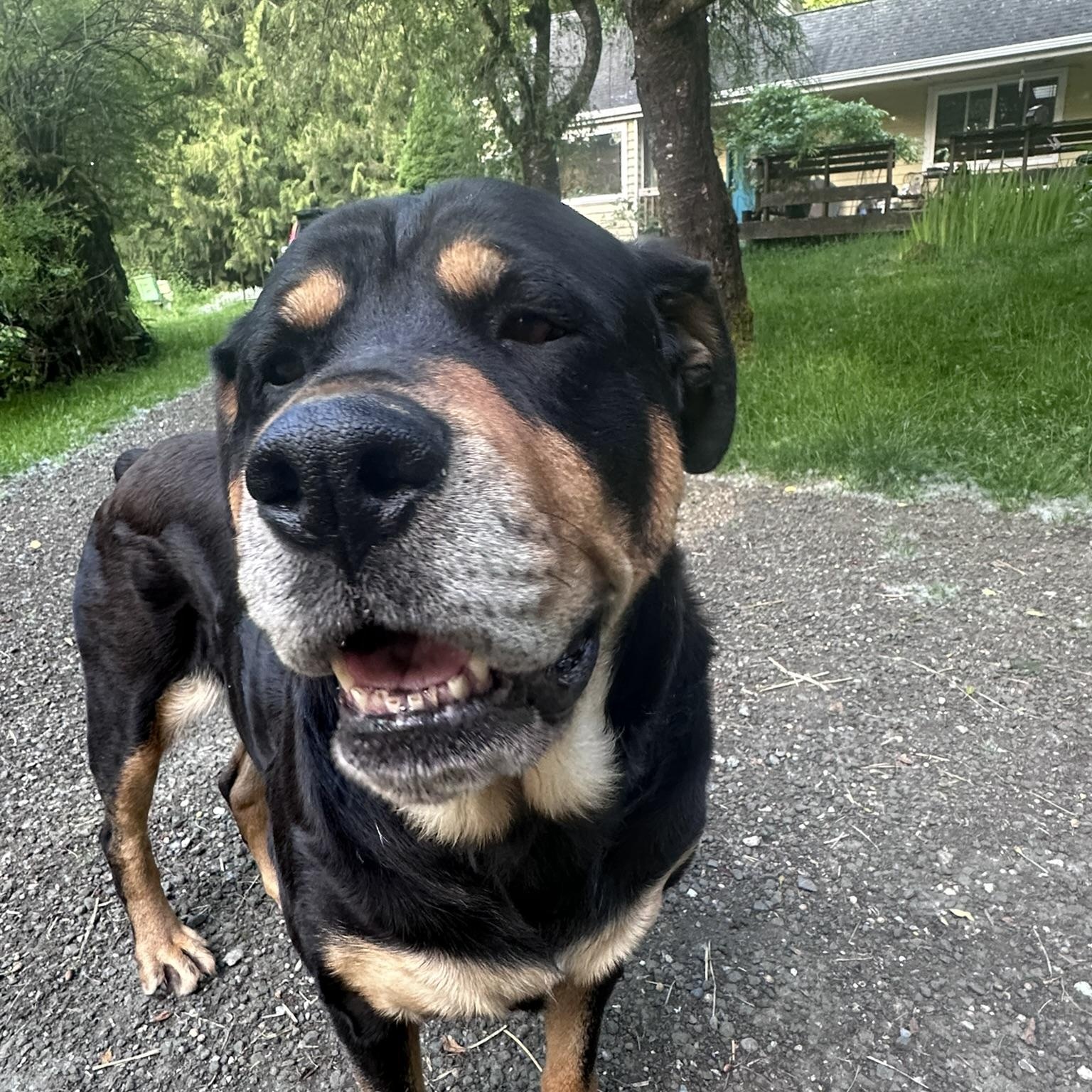 Honey, a Adoptable Rottweiler in Redmond, WA image 4/6