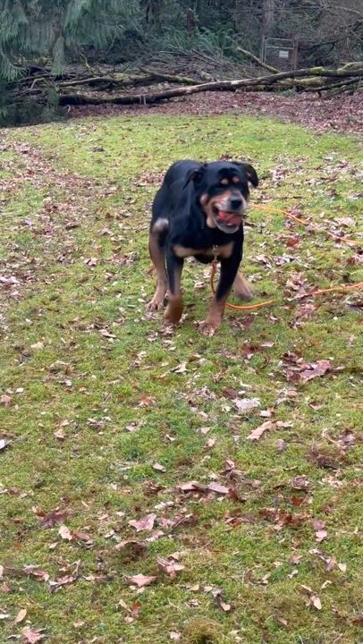 Enlarge Honey, a Adoptable Rottweiler in Redmond, WA video 5/6