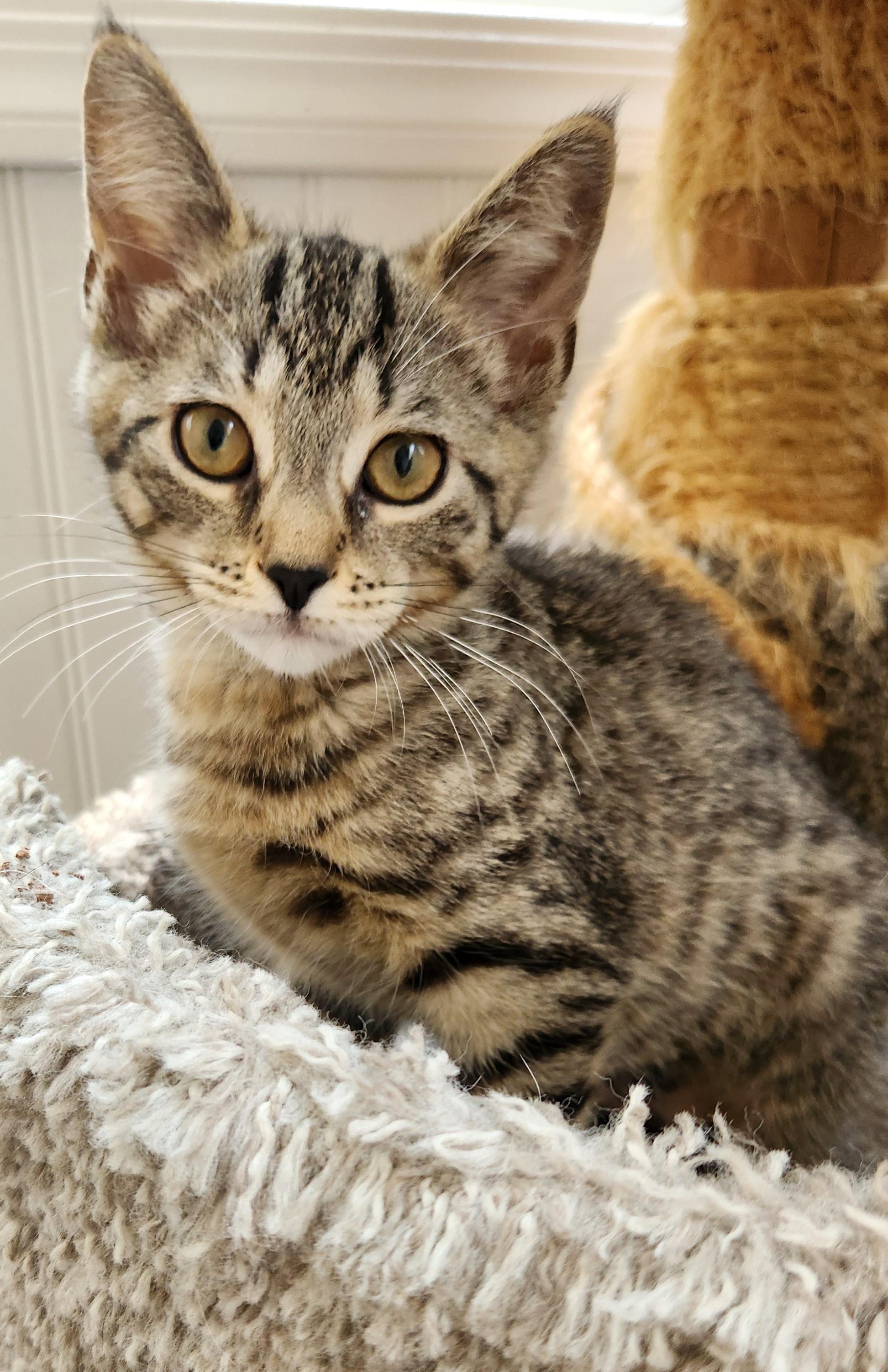 Enlarge RAZZMATAZZ, a ADOPTABLE Domestic Short Hair in Highland Park, NJ image 2/3