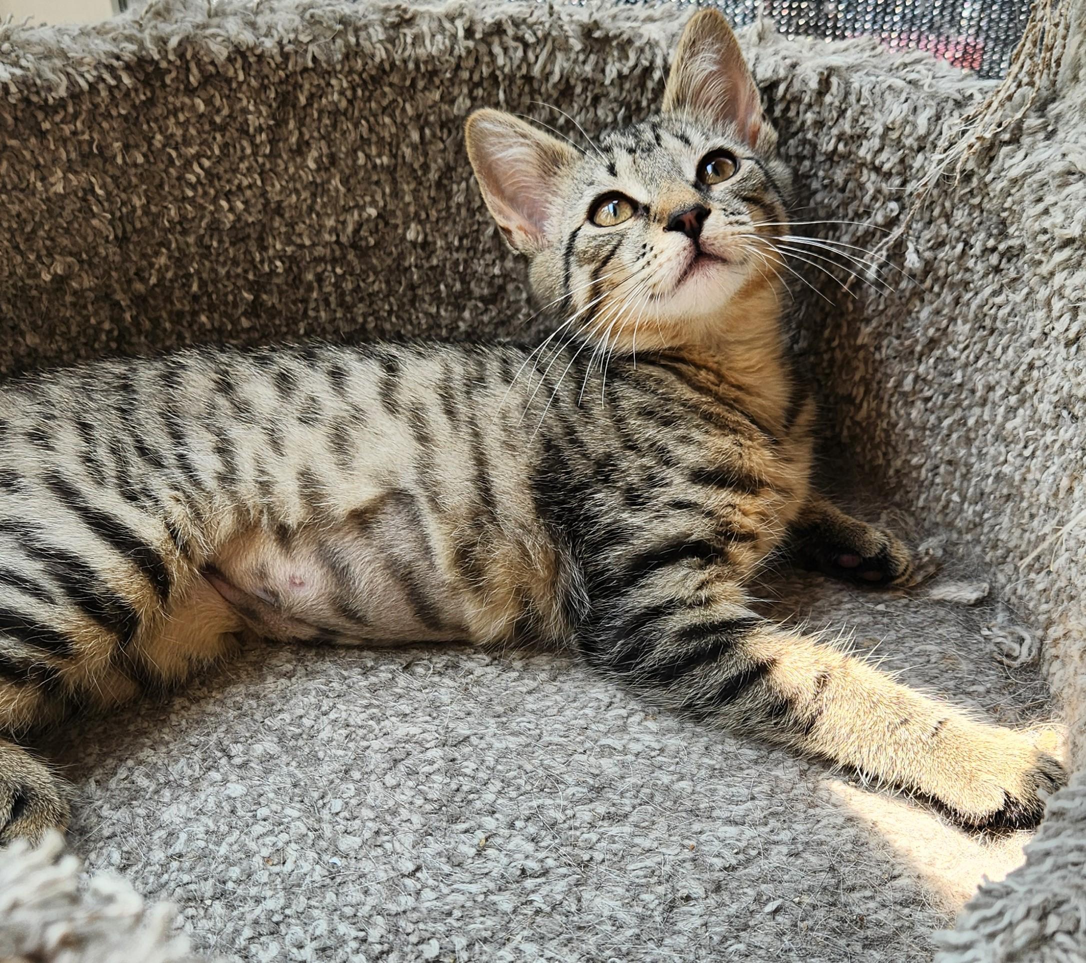 Enlarge RAZZMATAZZ, a ADOPTABLE Domestic Short Hair in Highland Park, NJ image 1/3