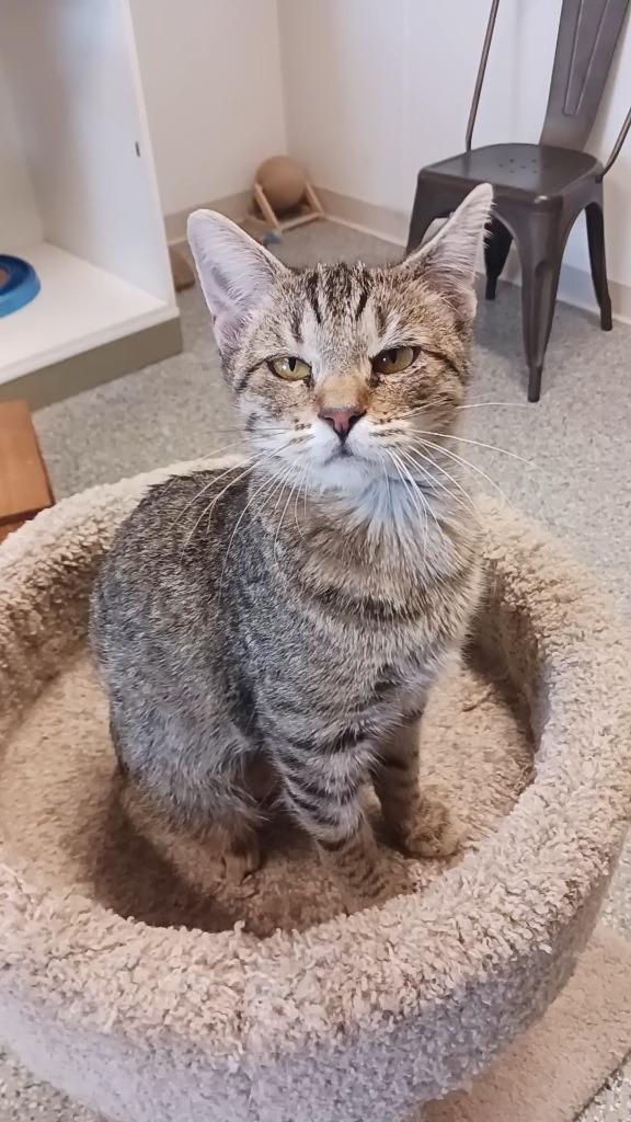 Regina, Adoptable, Kitten Female Domestic Short Hair.