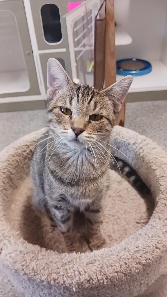 Enlarge Regina, a Adoptable mixed breed in Prairie du Chien, WI image 2/3