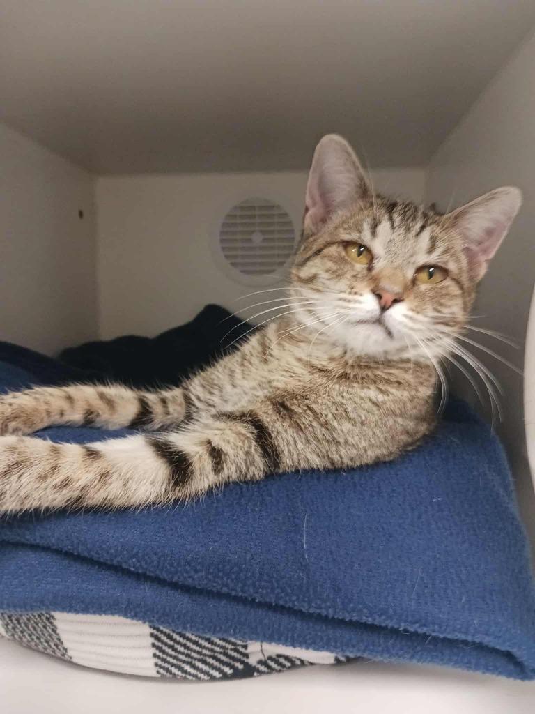 Enlarge Regina, a Adoptable mixed breed in Prairie du Chien, WI image 3/3