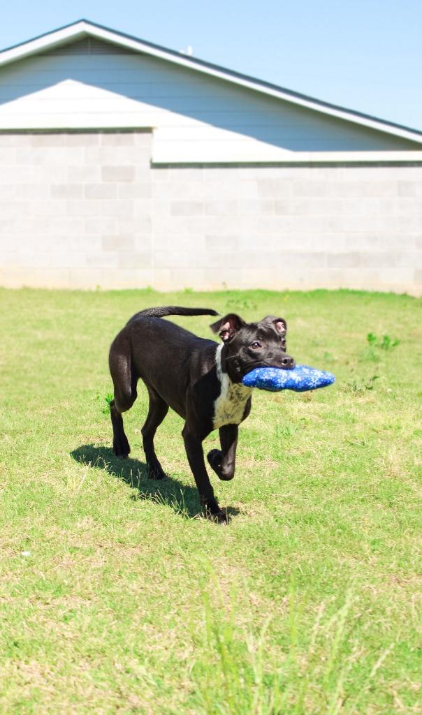 Rosie, Adoptable, Young Female Labrador Retriever.