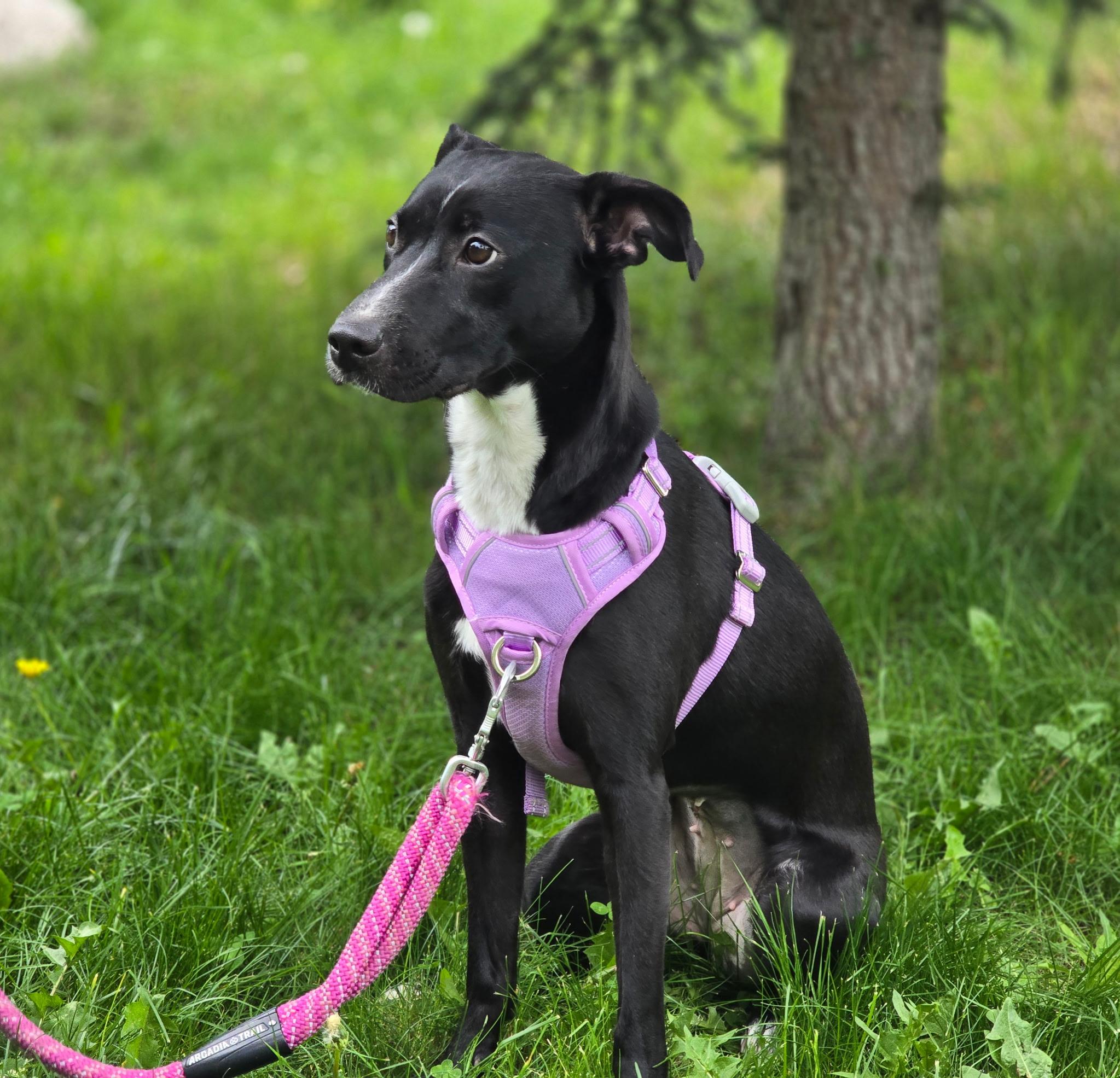 Enlarge Keikei, a Adopted mixed breed in Colorado Springs, CO image 1/5