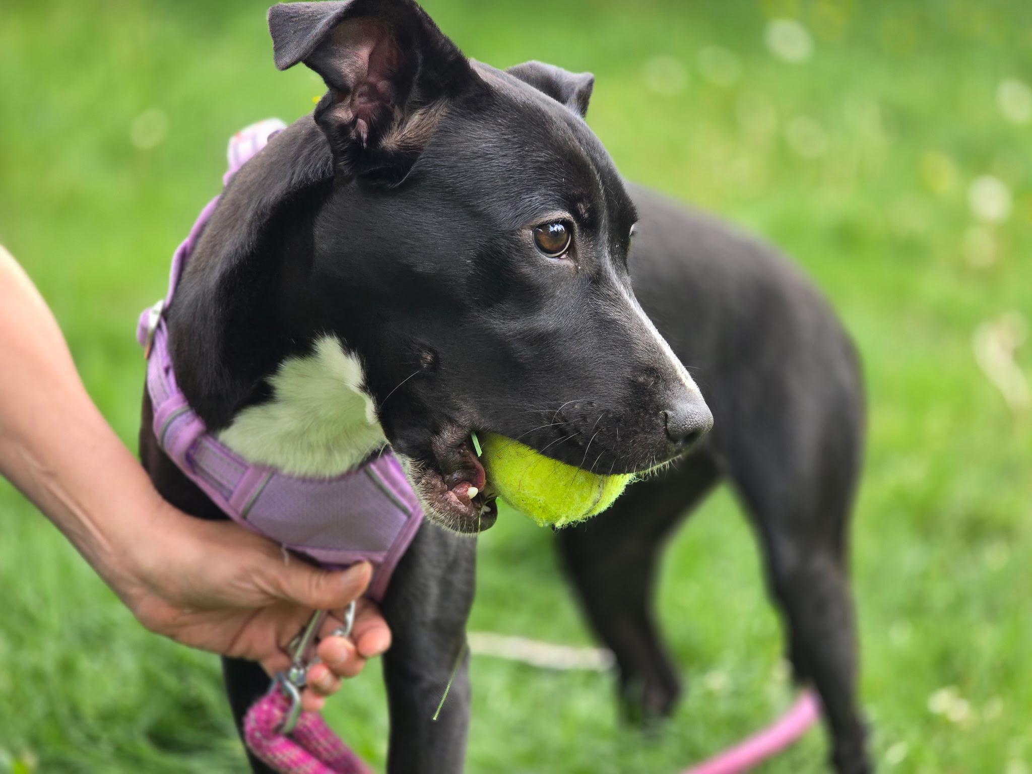 Enlarge Keikei, a Adopted mixed breed in Colorado Springs, CO image 2/5