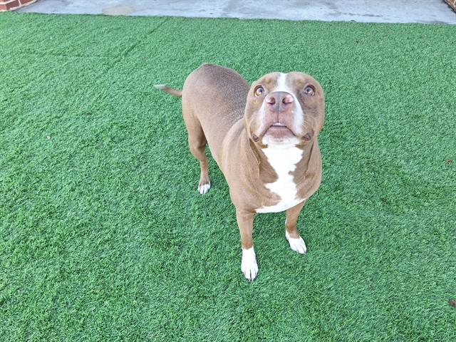 DESAREE, Adoptable, Adult Female American Staffordshire Terrier & Mixed Breed.