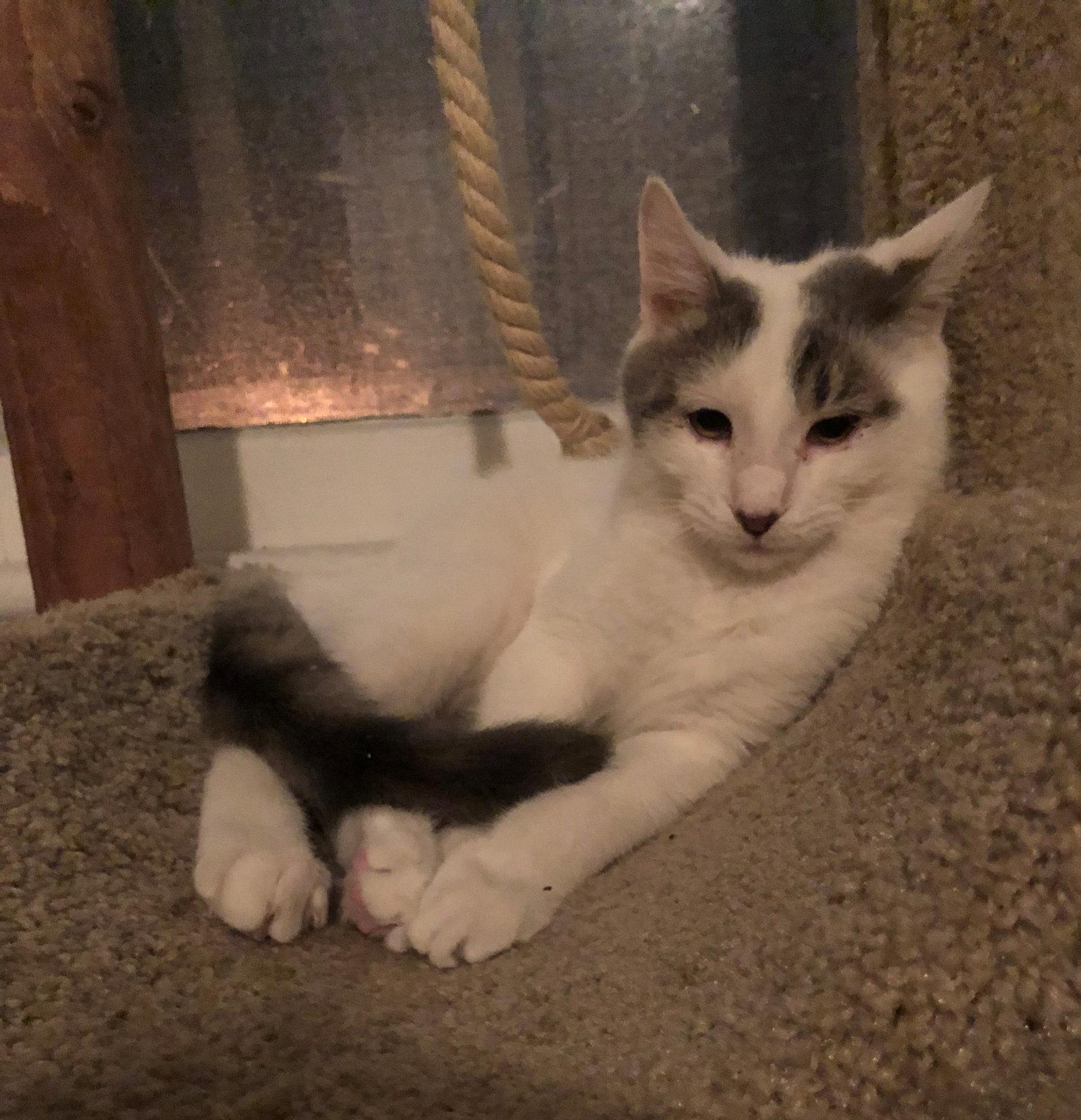 Flip Flop - Returned, Adopted, Kitten Male Domestic Short Hair.