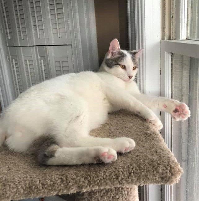 Flip Flop - Returned, a Adopted Domestic Short Hair in Trenton, NJ image 2/3