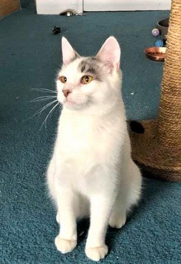 Flip Flop - Returned, a Adopted Domestic Short Hair in Trenton, NJ image 3/3