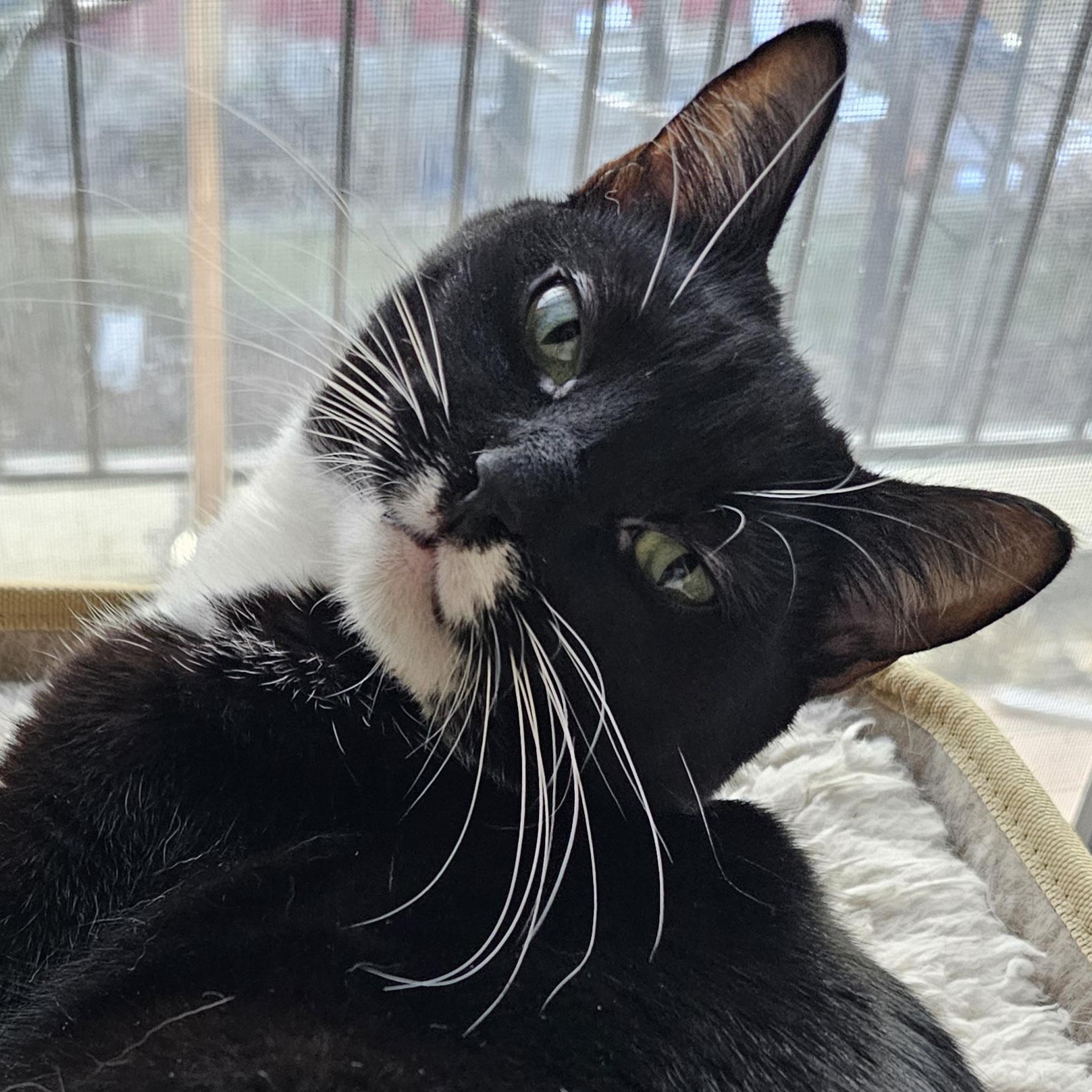 Montana, Adoptable, Young Female Domestic Short Hair.