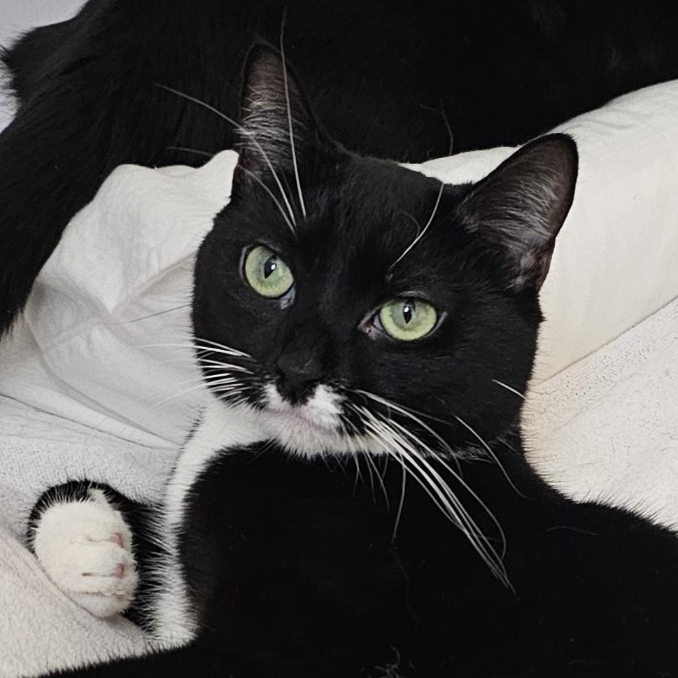 Montana, Adoptable, Young Female Domestic Short Hair.