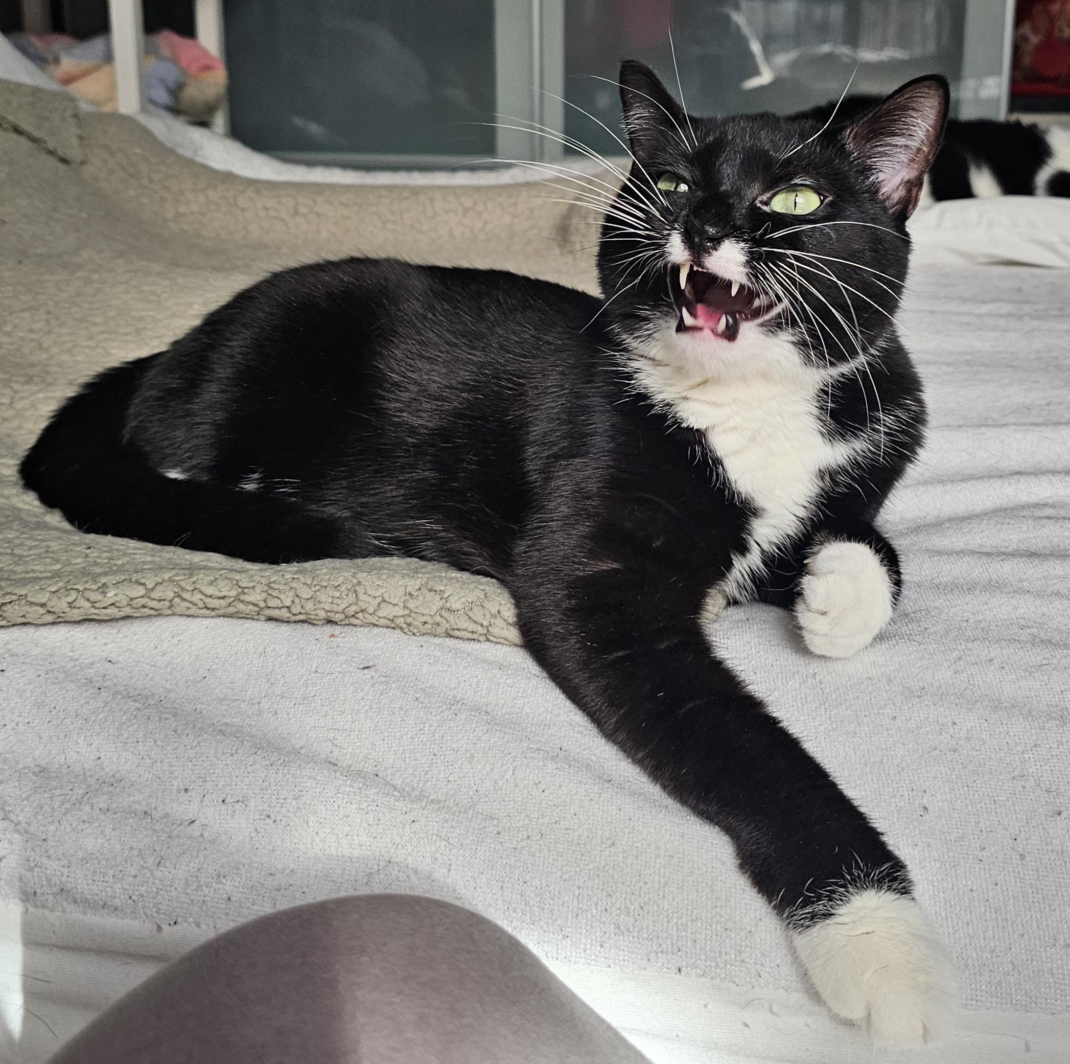 Enlarge Montana, a Adoptable Domestic Short Hair in Ridgefield, CT image 1/6