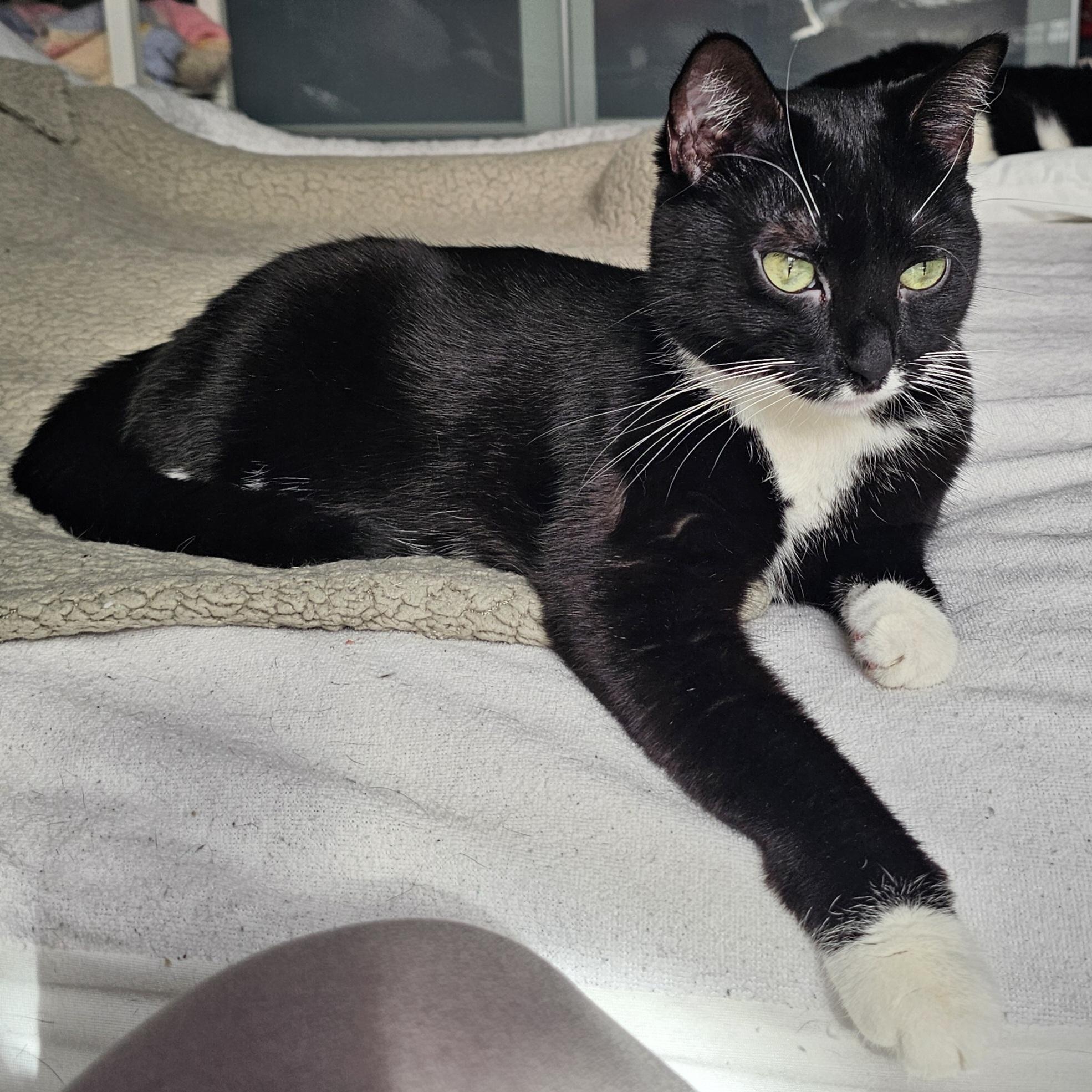 Montana, a Adoptable Domestic Short Hair in Ridgefield, CT image 2/6