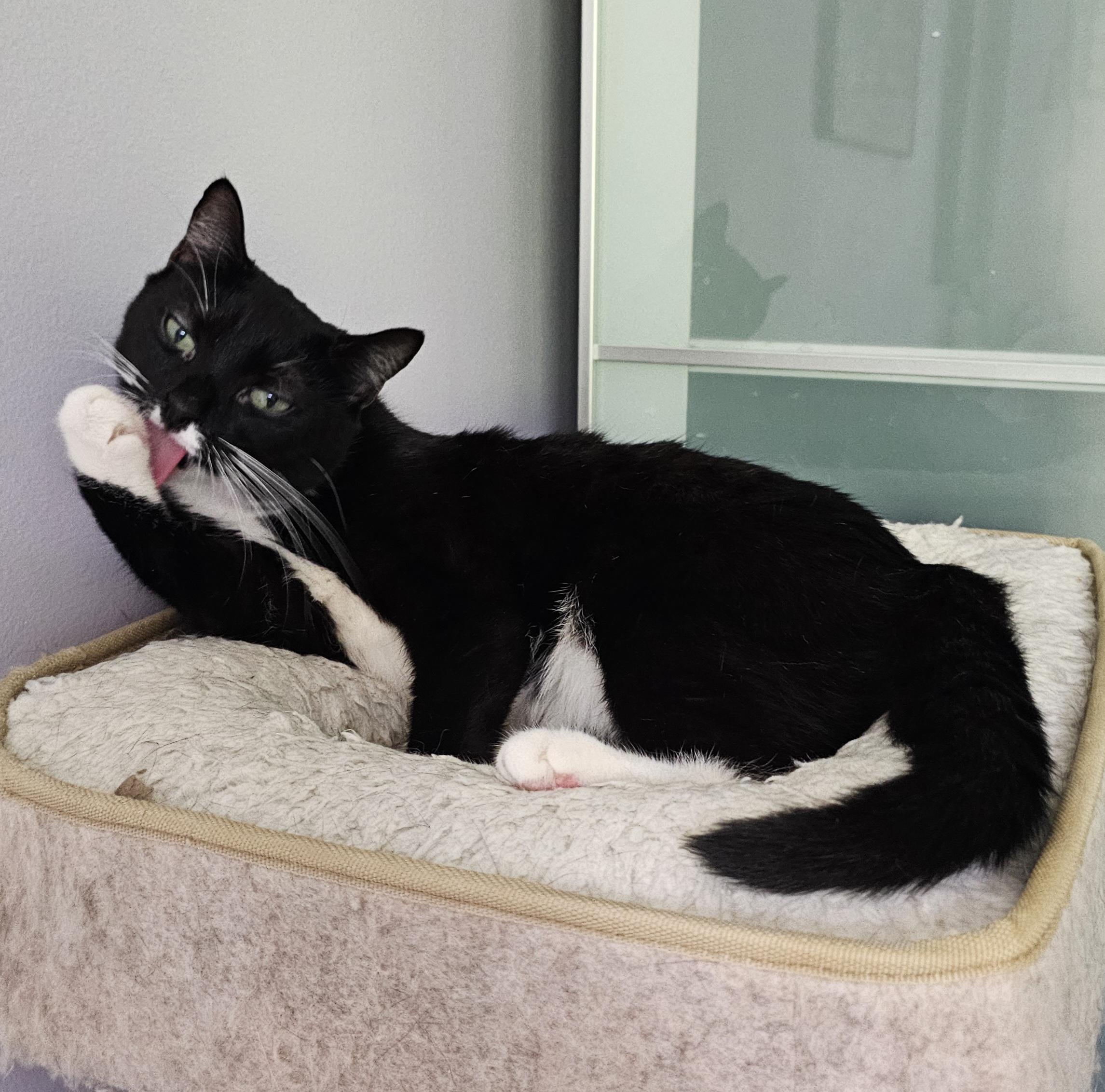 Enlarge Montana, a Adoptable Domestic Short Hair in Ridgefield, CT image 3/6