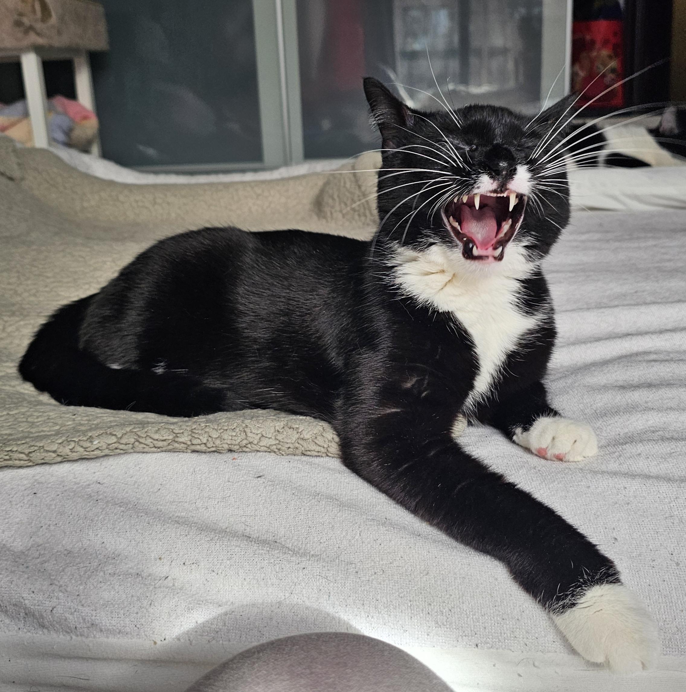 Enlarge Montana, a Adoptable Domestic Short Hair in Ridgefield, CT image 2/6