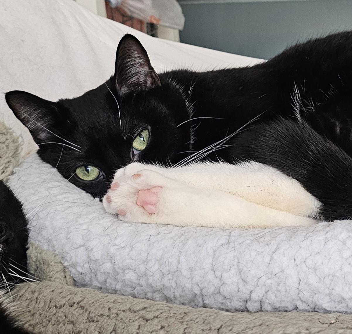 Montana, a Adoptable Domestic Short Hair in Ridgefield, CT image 3/6