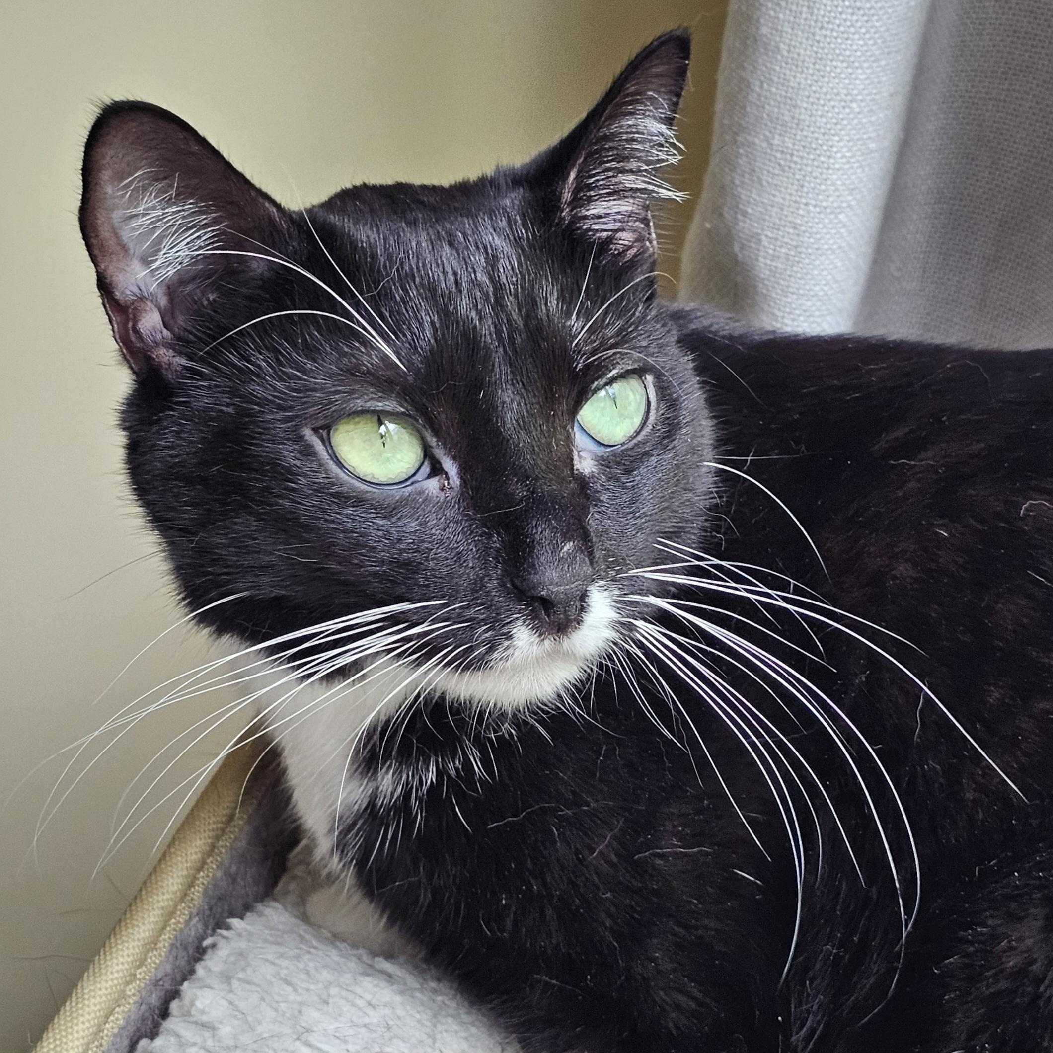 Enlarge Montana, a Adoptable Domestic Short Hair in Ridgefield, CT image 2/6