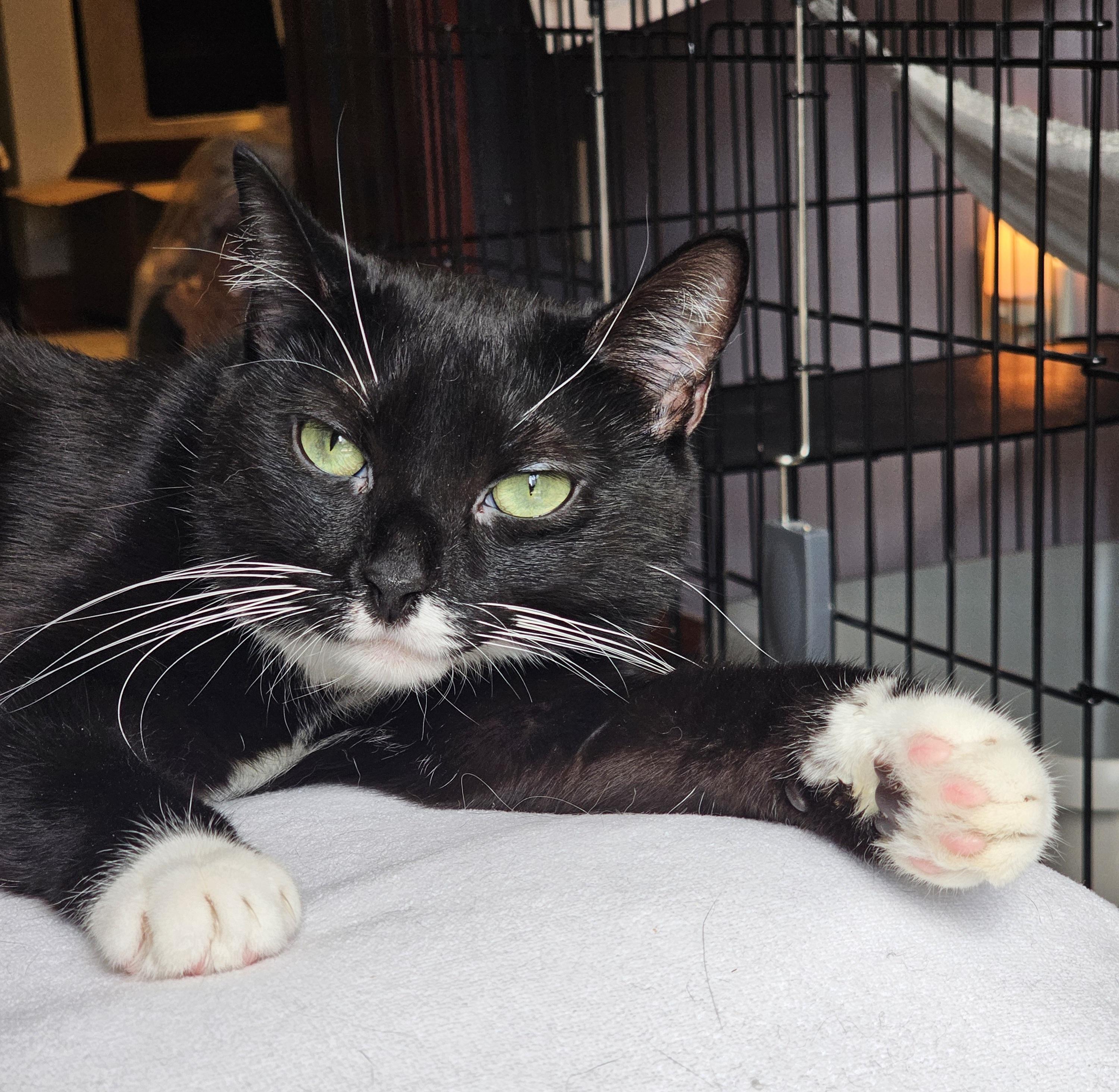 Montana, Adoptable, Young Female Domestic Short Hair.