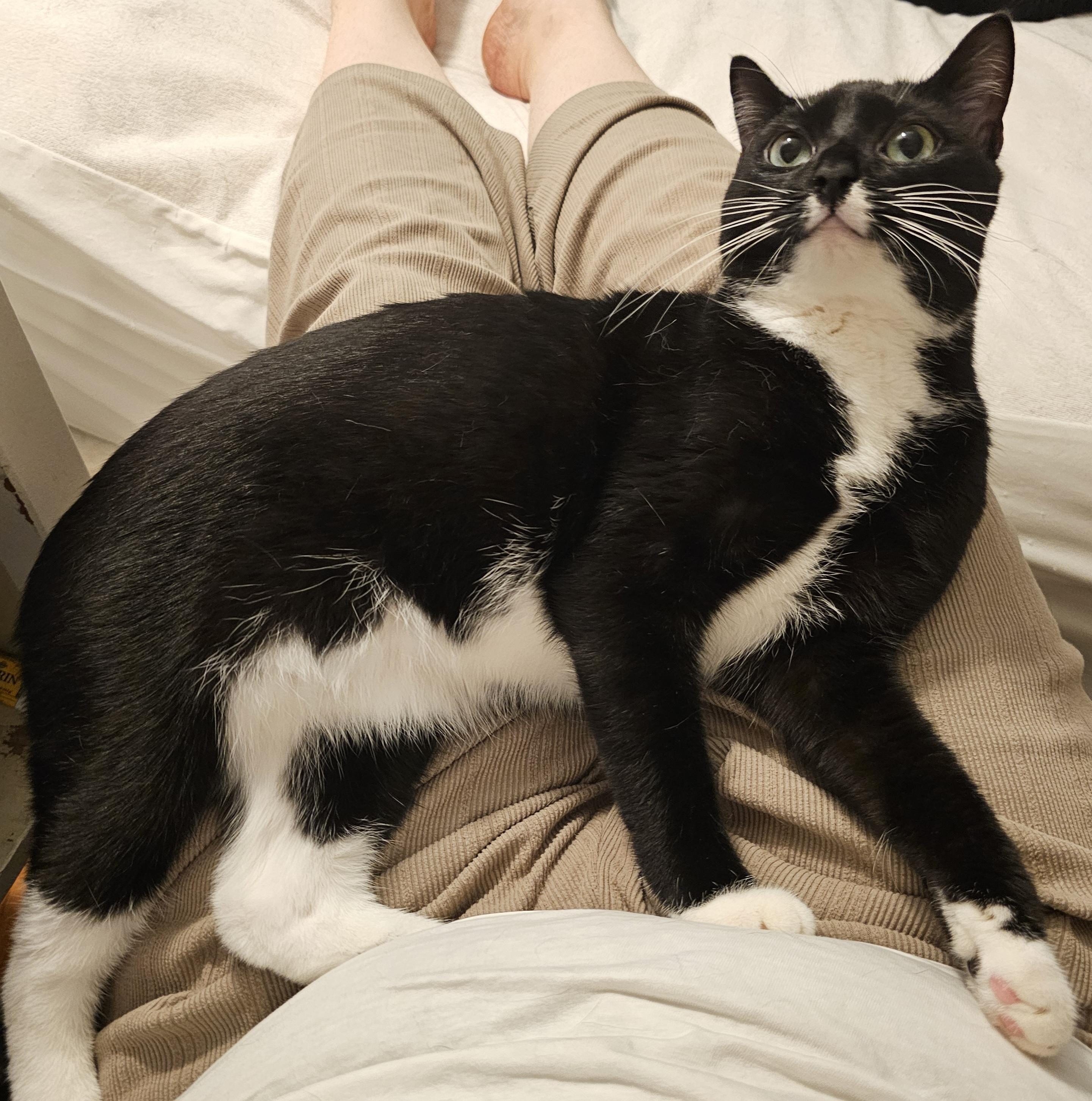 Montana, a Adoptable Domestic Short Hair in Ridgefield, CT image 5/6