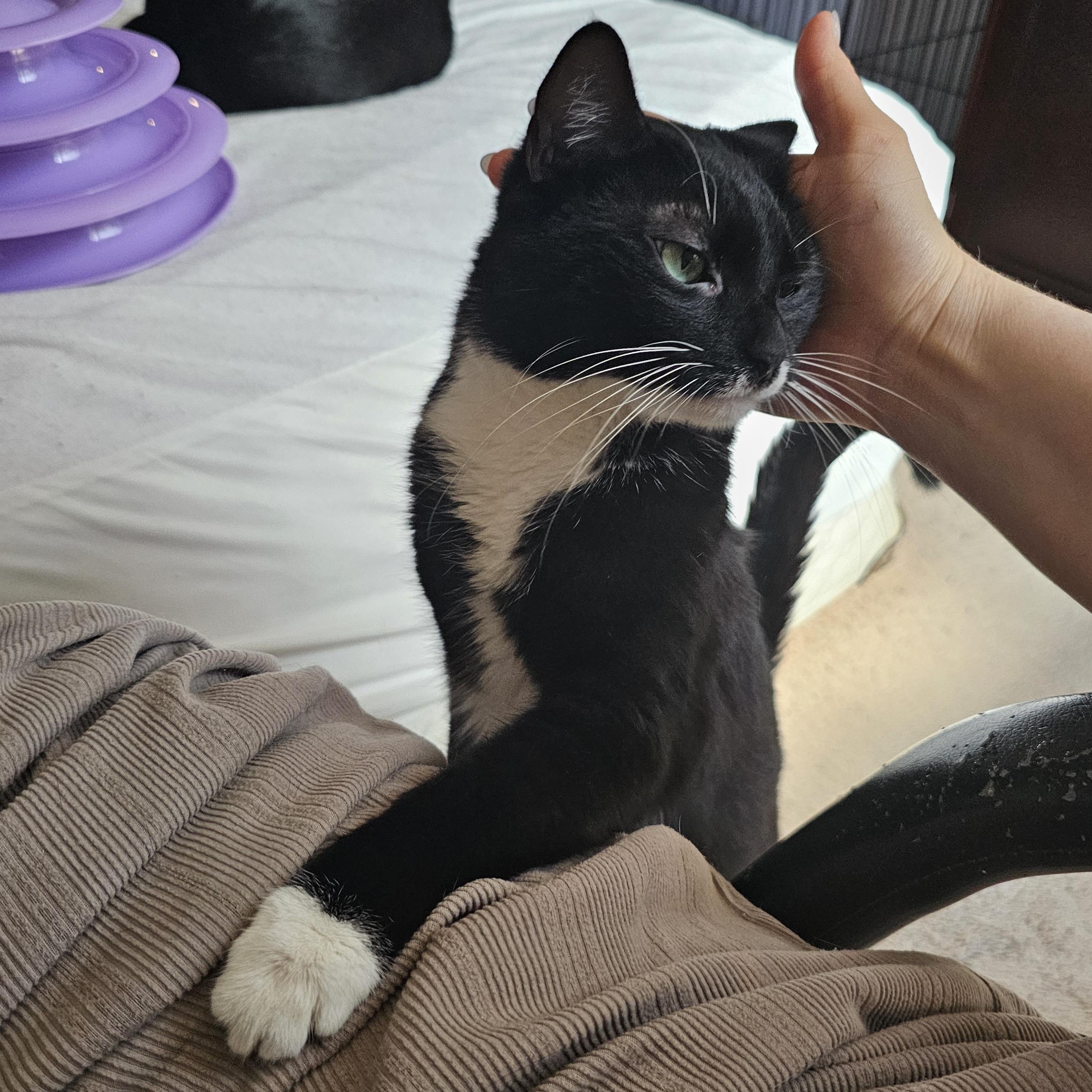 Enlarge Montana, a Adoptable Domestic Short Hair in Ridgefield, CT image 4/6