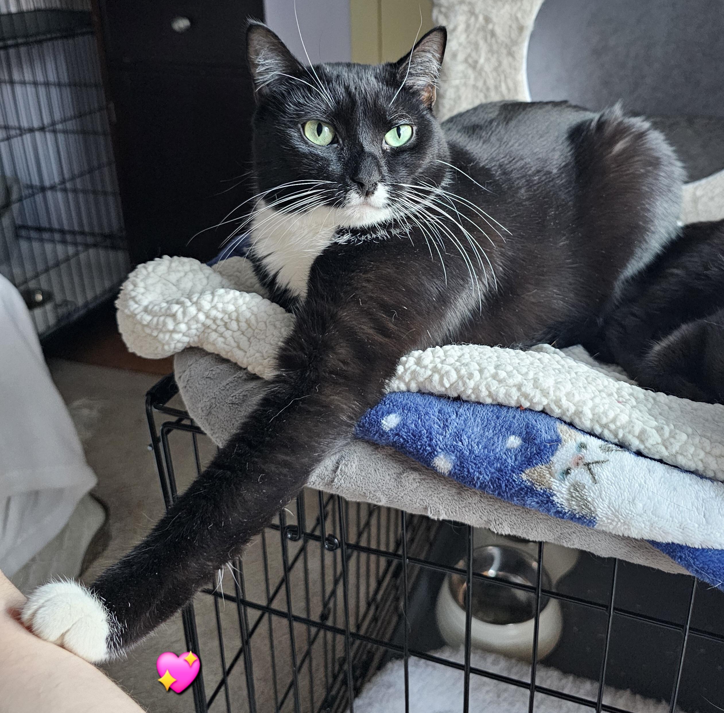 Montana, a Adoptable Domestic Short Hair in Ridgefield, CT image 4/6