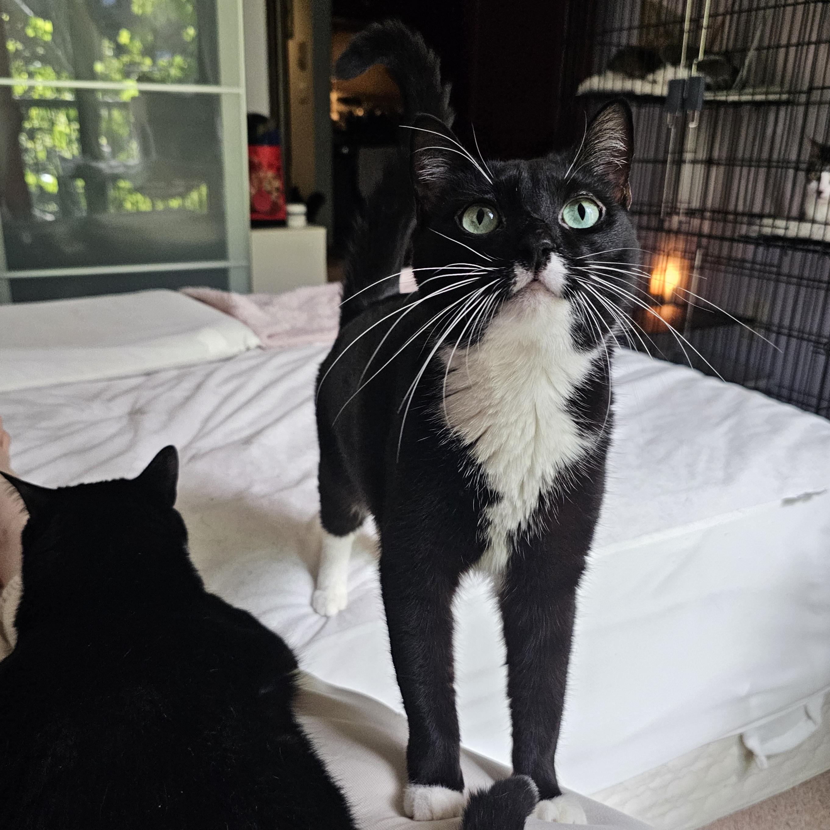 Enlarge Montana, a Adoptable Domestic Short Hair in Ridgefield, CT image 1/6