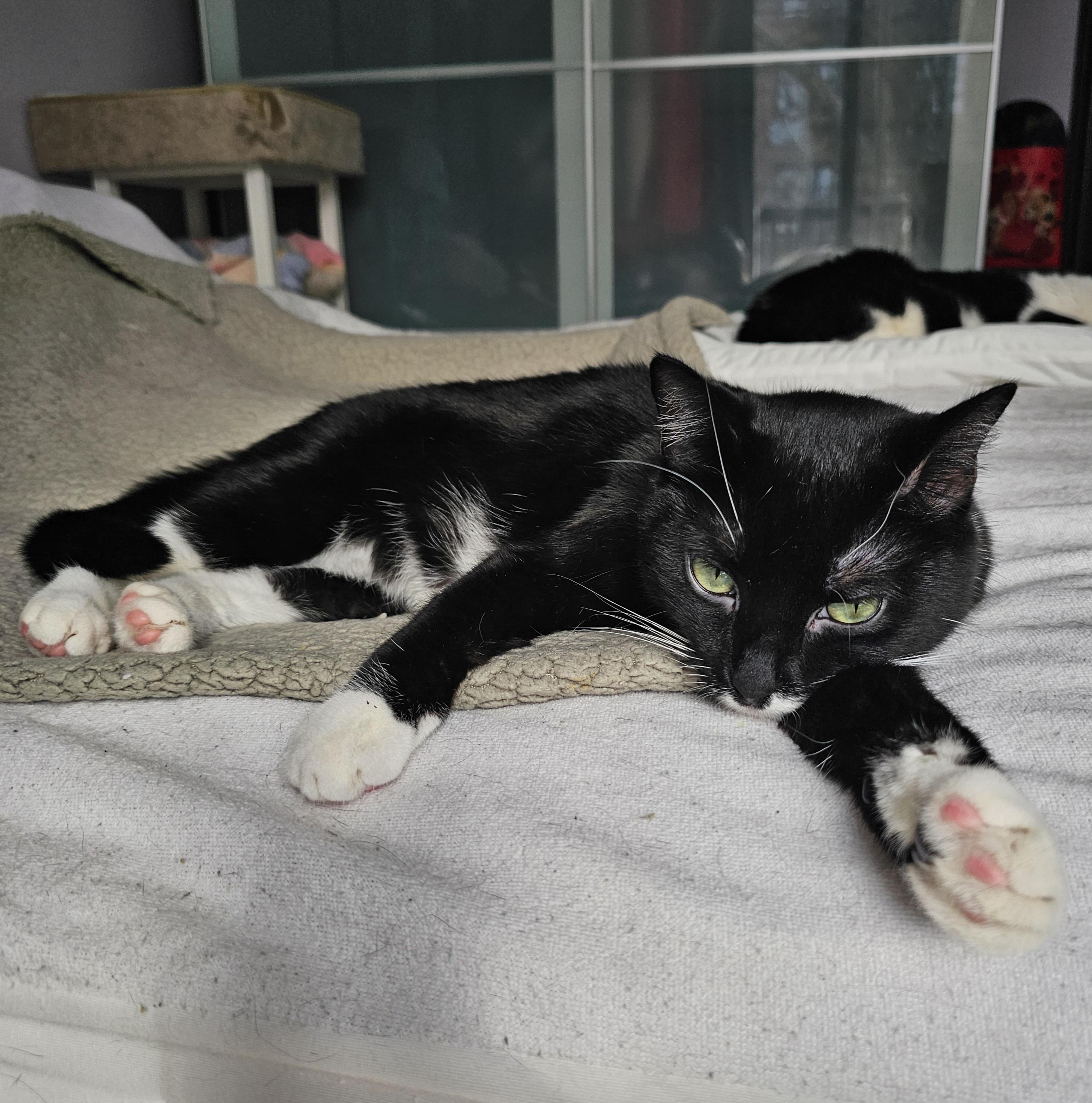 Enlarge Montana, a Adoptable Domestic Short Hair in Ridgefield, CT image 4/6