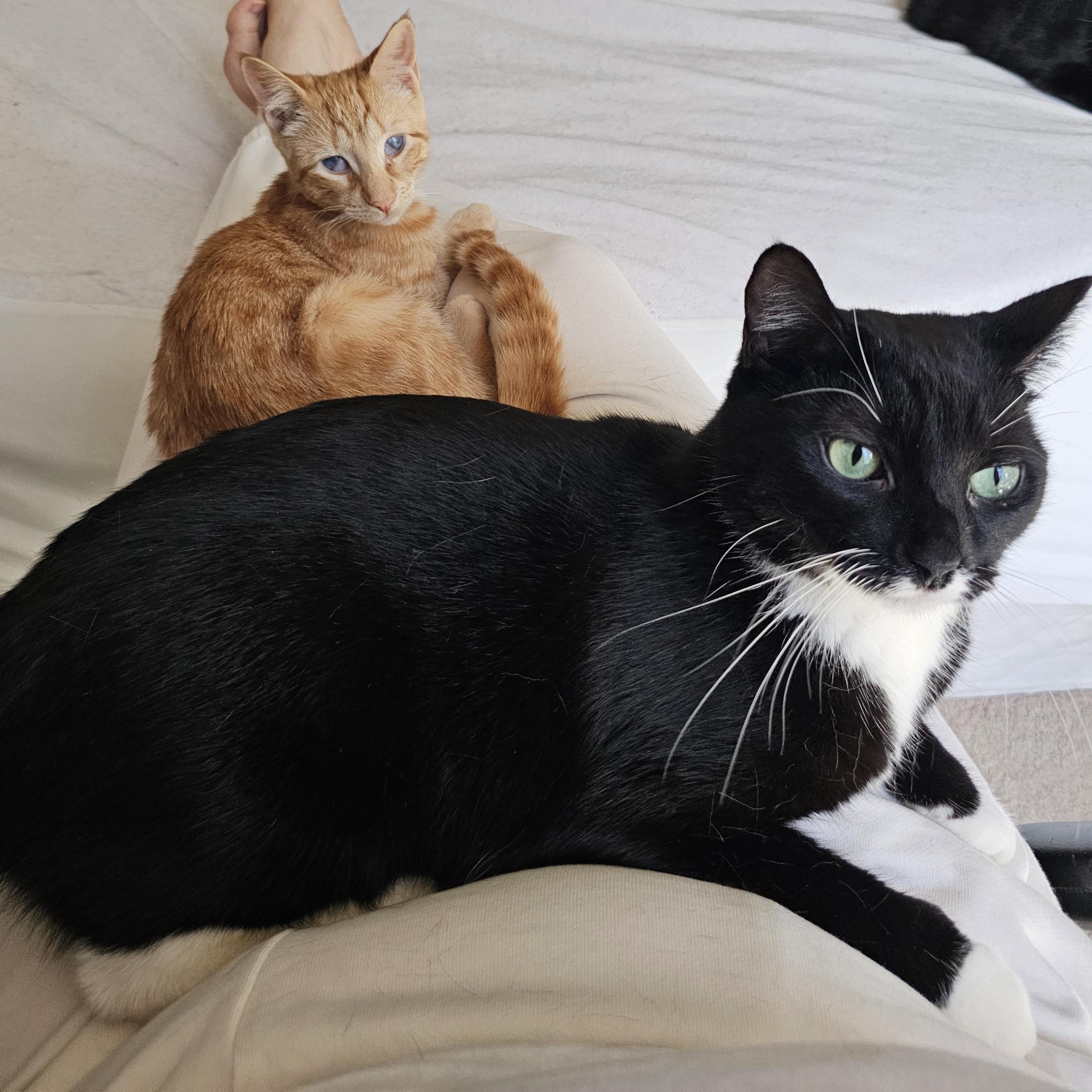 Enlarge Montana, a Adoptable Domestic Short Hair in Ridgefield, CT image 5/6