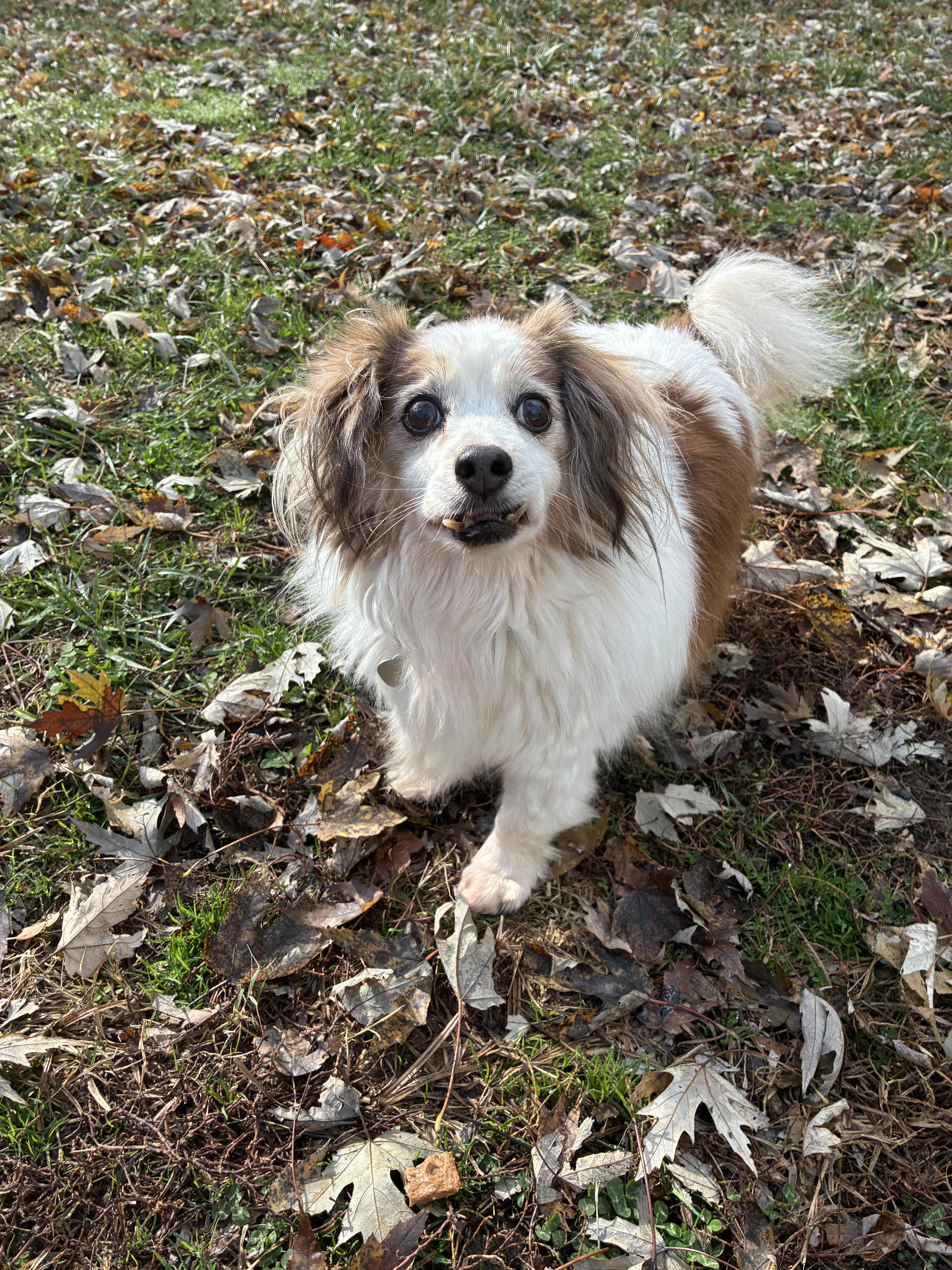 Milo, a Adoptable mixed breed in Saint Louis, MO image 1/3