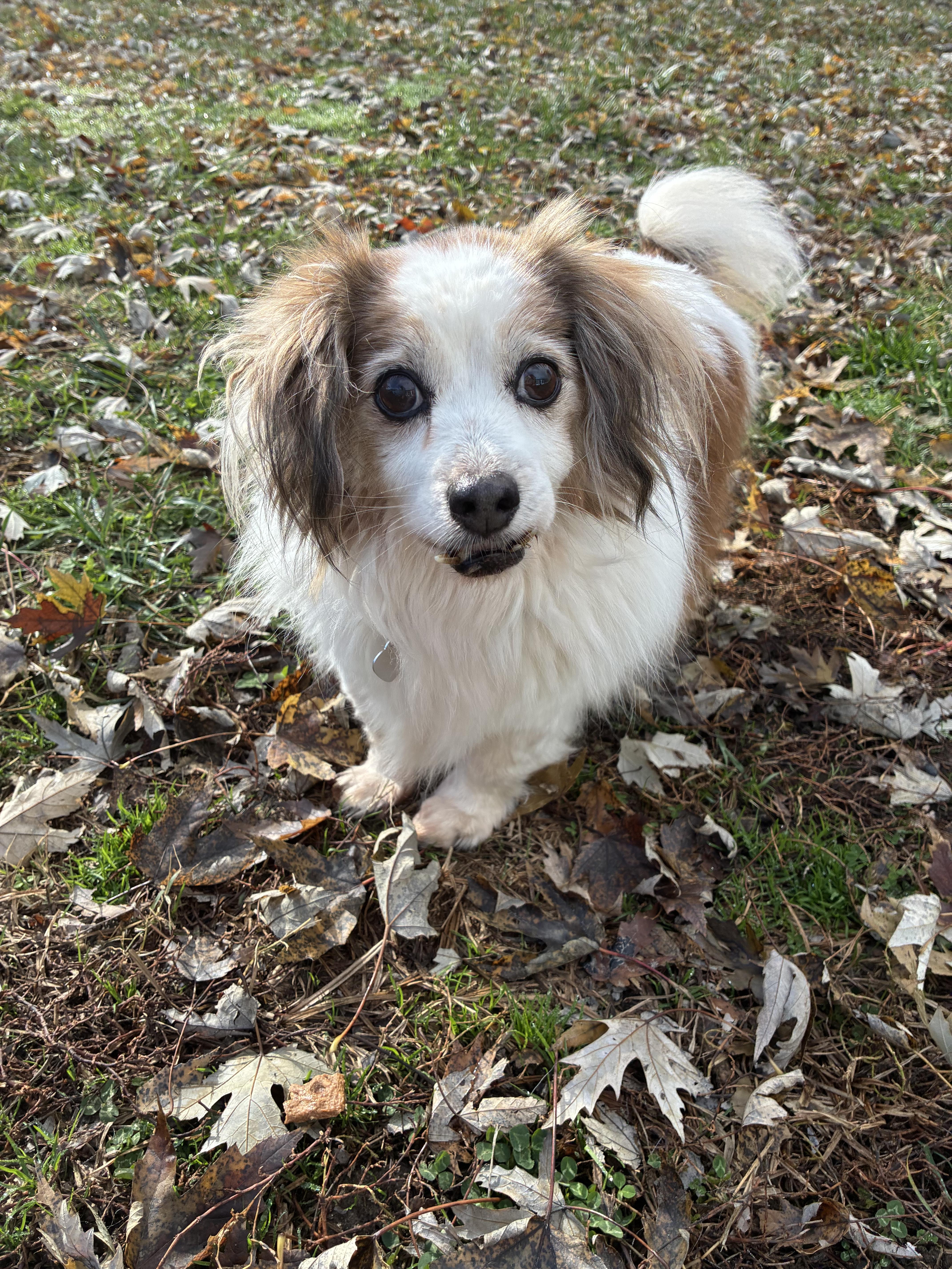 Milo, a Adoptable mixed breed in Saint Louis, MO image 2/3