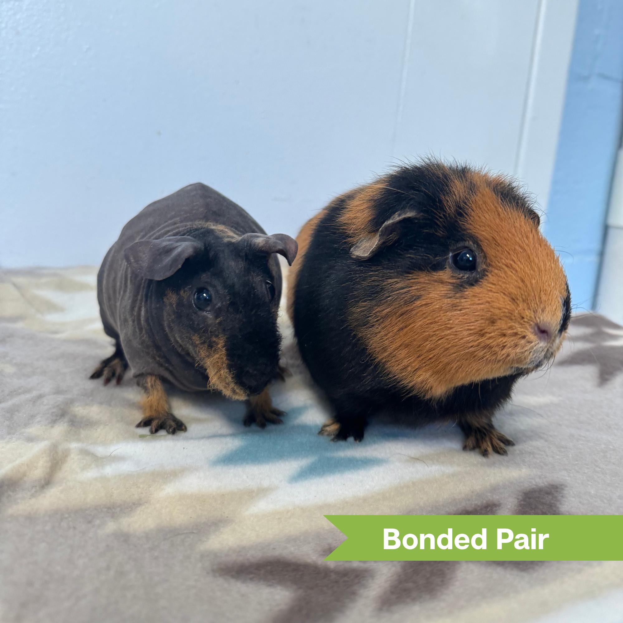Enlarge Princess (bonded w/ Beans), an adopted Guinea Pig in Reisterstown, MD image 1/2