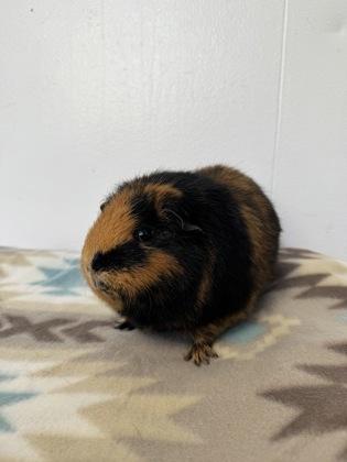 Enlarge Princess (bonded w/ Beans), an adopted Guinea Pig in Reisterstown, MD image 2/2