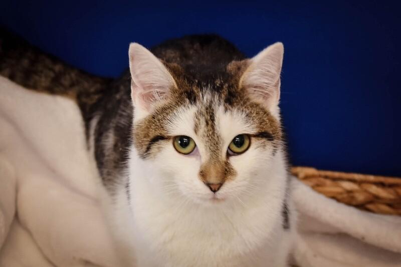 Josh, Adoptable, Young Male Domestic Short Hair.