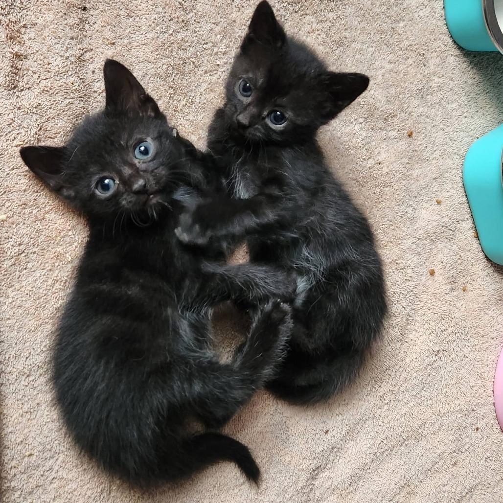 Christina Aguilera, Adoptable, Kitten Female Domestic Short Hair.