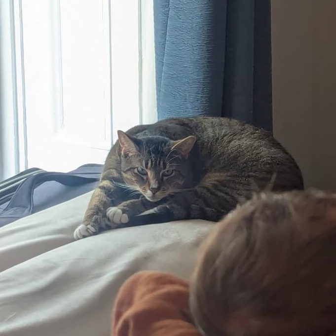 Enlarge Bagel, a Adoptable Domestic Short Hair in Weehawken, NJ image 6/6