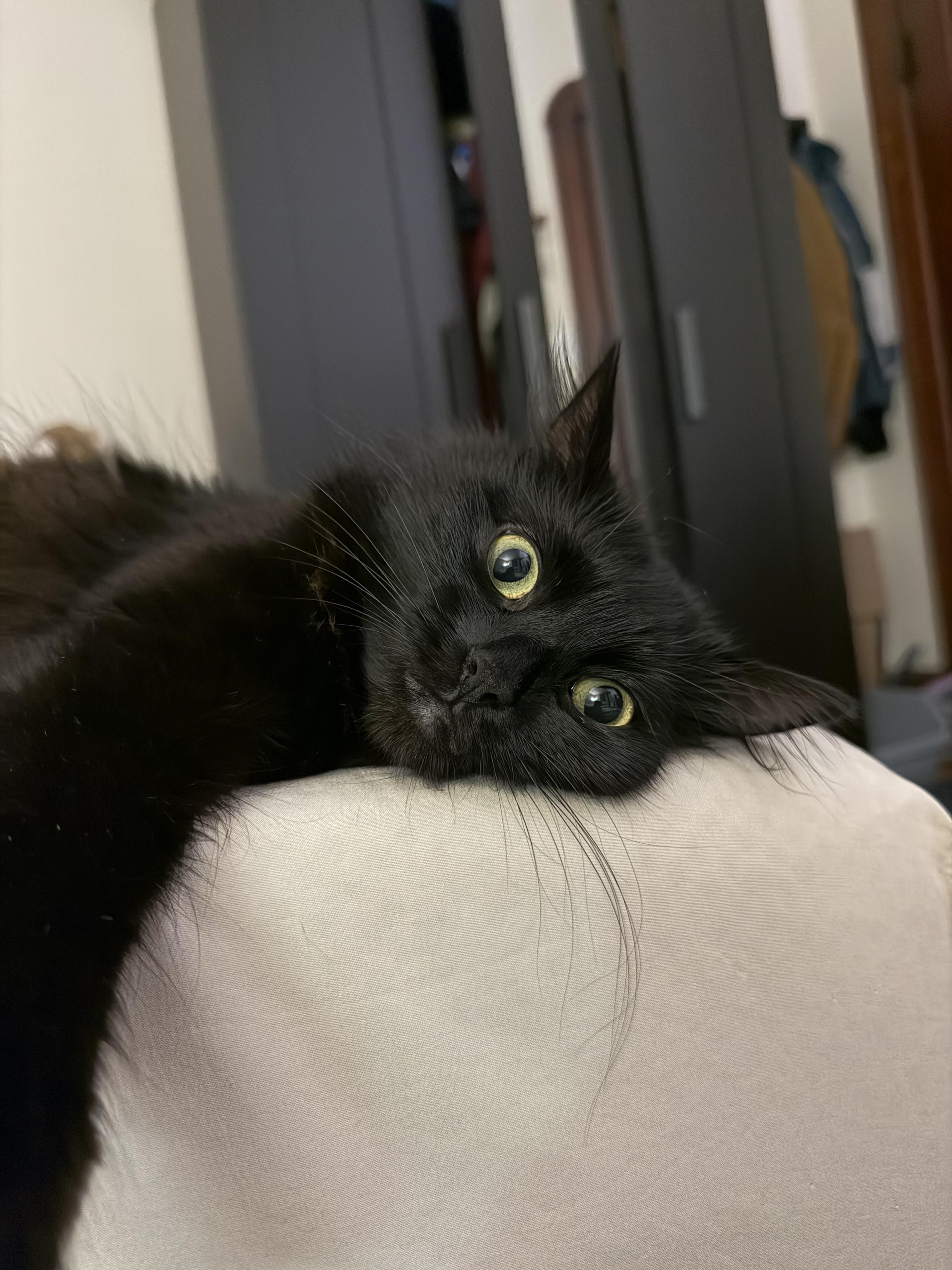 Elvira, a Adoptable Domestic Long Hair in Waltham, MA image 4/6