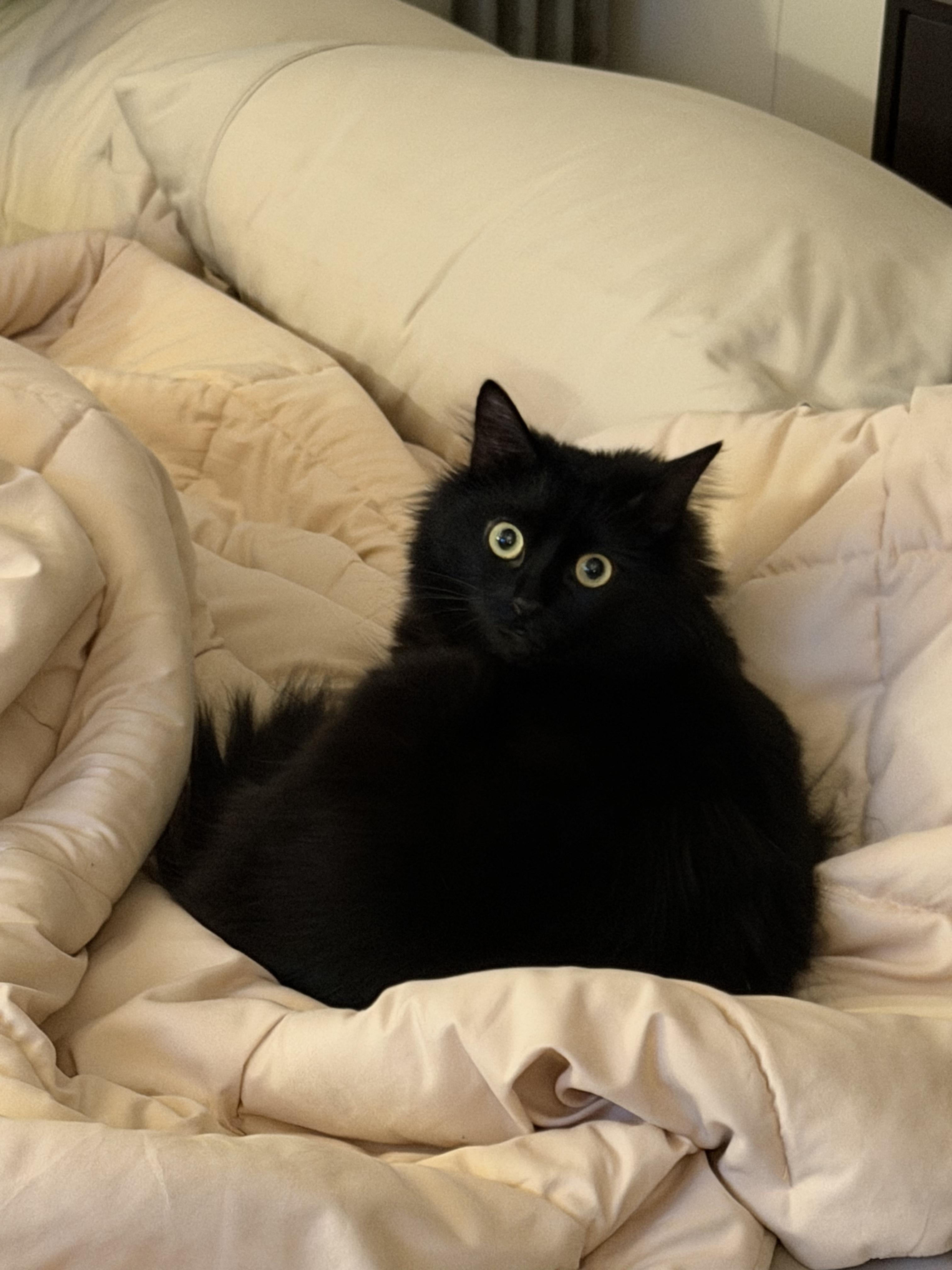 Elvira, Adoptable, Young Female Domestic Long Hair.