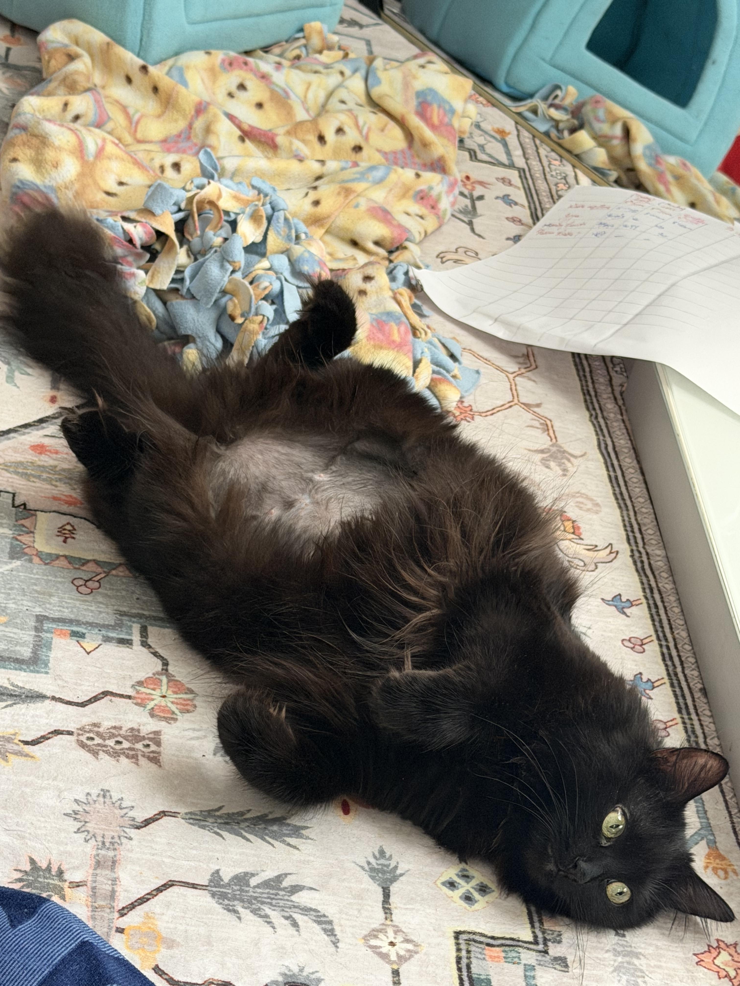 Elvira, a Adoptable Domestic Long Hair in Waltham, MA image 6/6