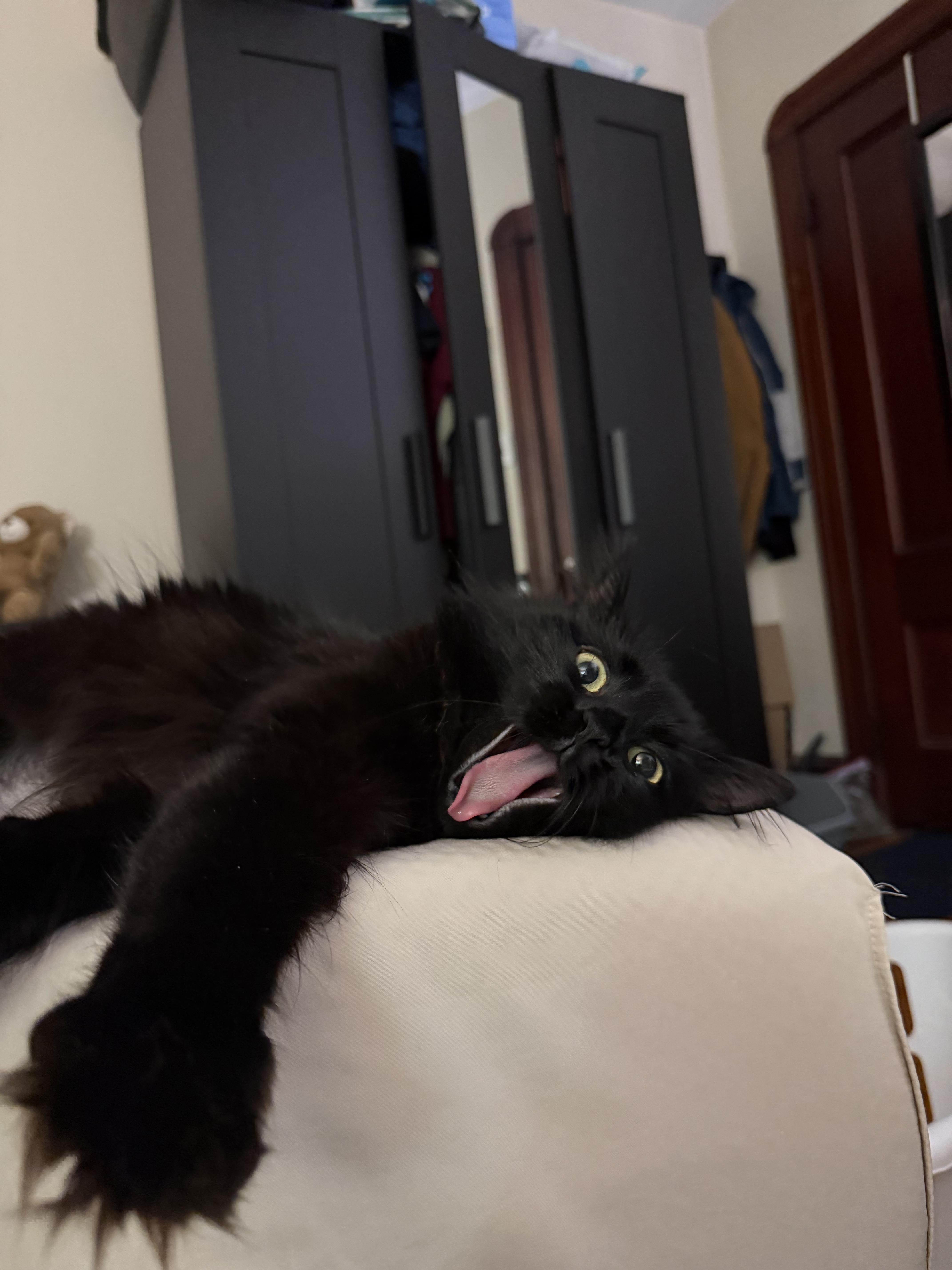 Elvira, a Adoptable Domestic Long Hair in Waltham, MA image 5/6