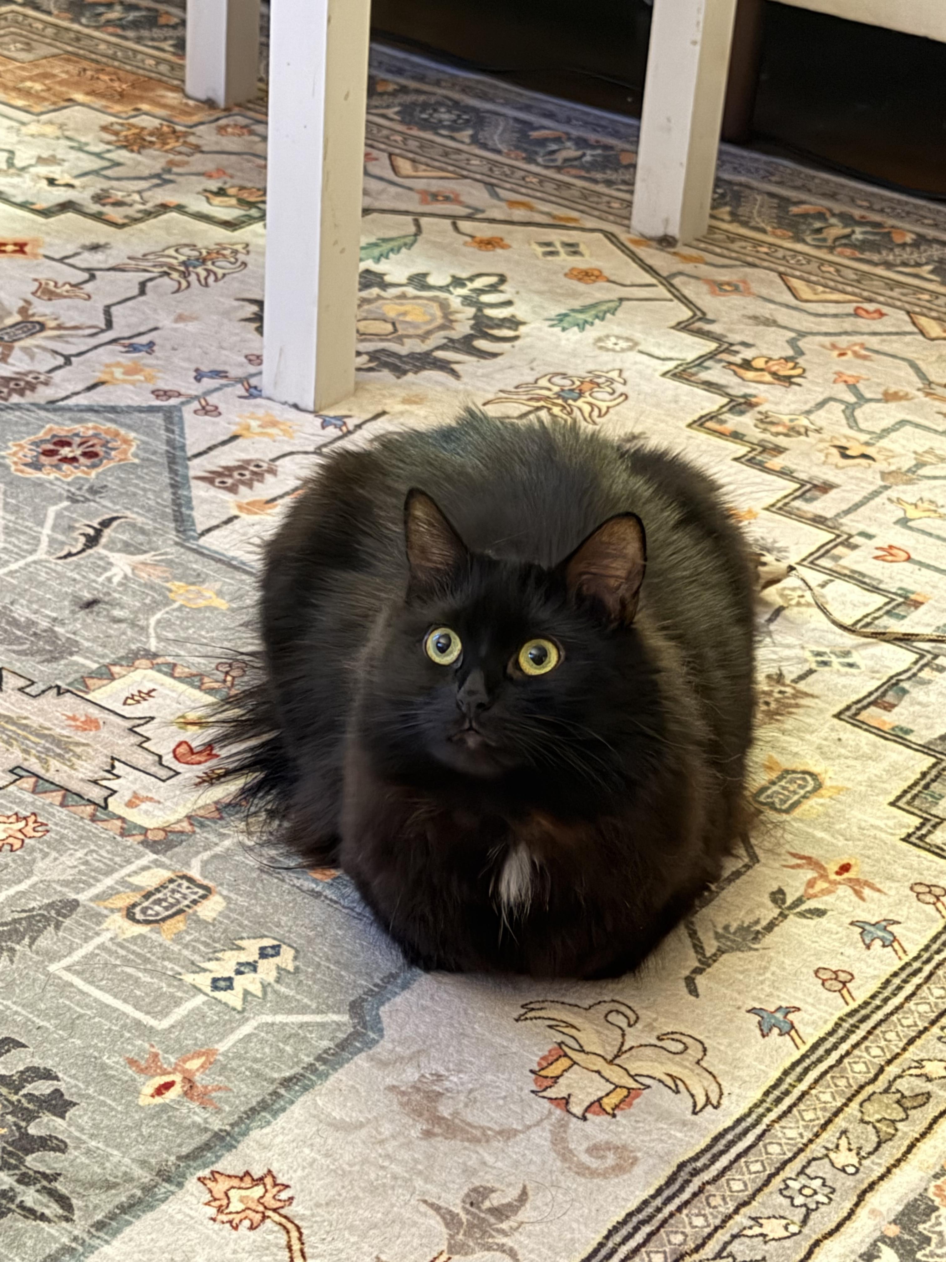 Elvira, a Adoptable Domestic Long Hair in Waltham, MA image 2/6