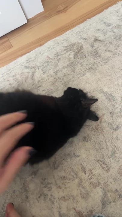 Enlarge Elvira, a Adoptable Domestic Long Hair in Waltham, MA video 3/6