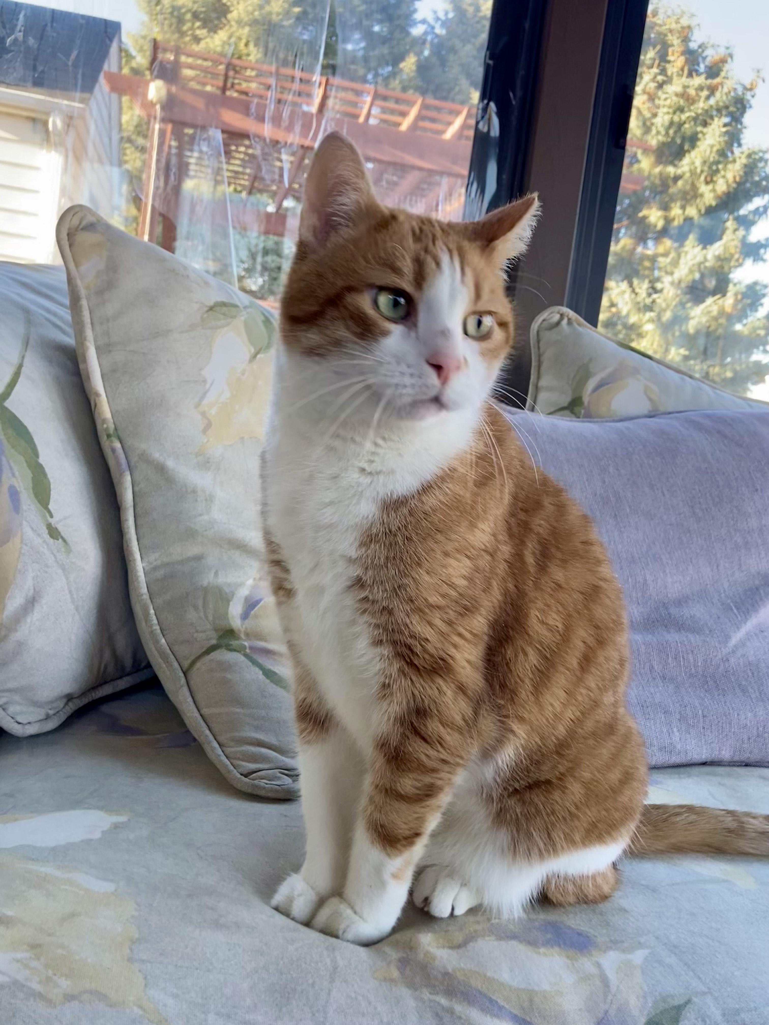 Enlarge Jabez, a Adopted Domestic Short Hair in St Paul, MN image 1/3