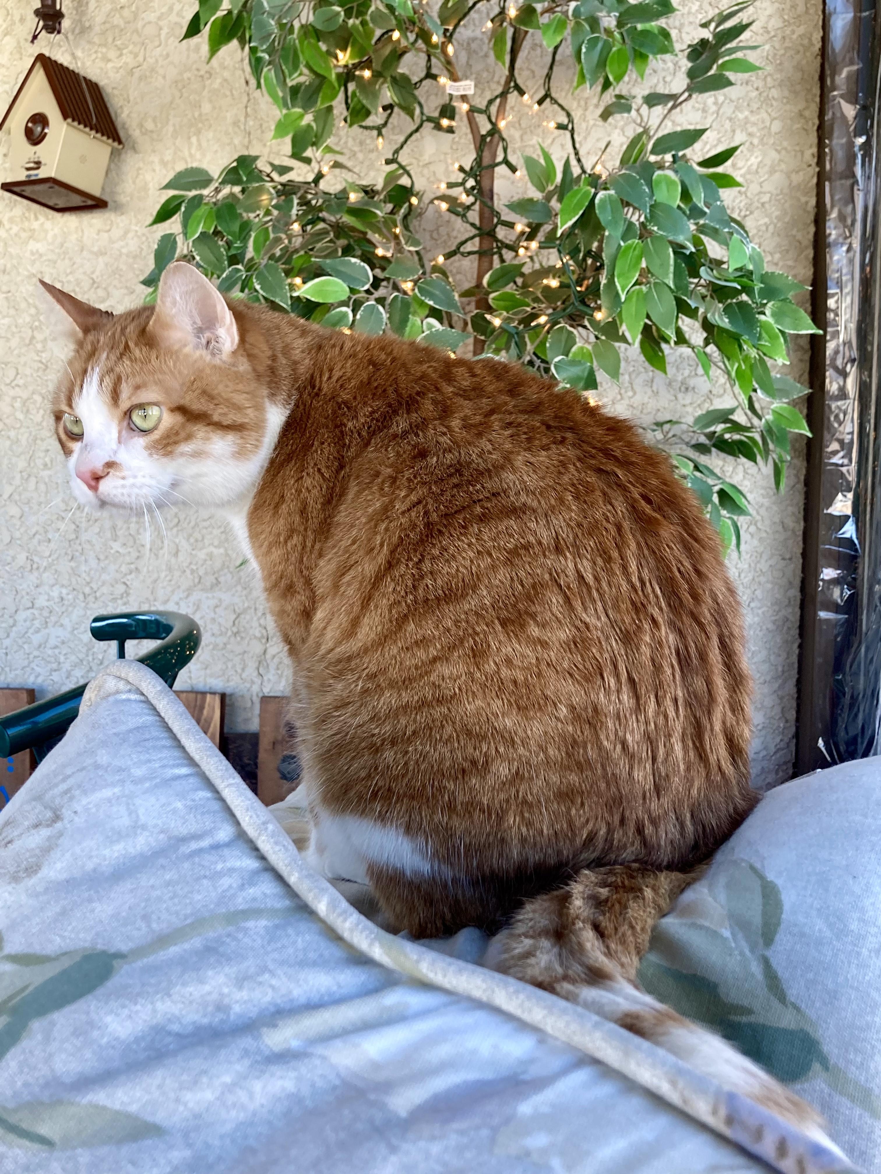 Enlarge Jabez, a Adopted Domestic Short Hair in St Paul, MN image 2/3