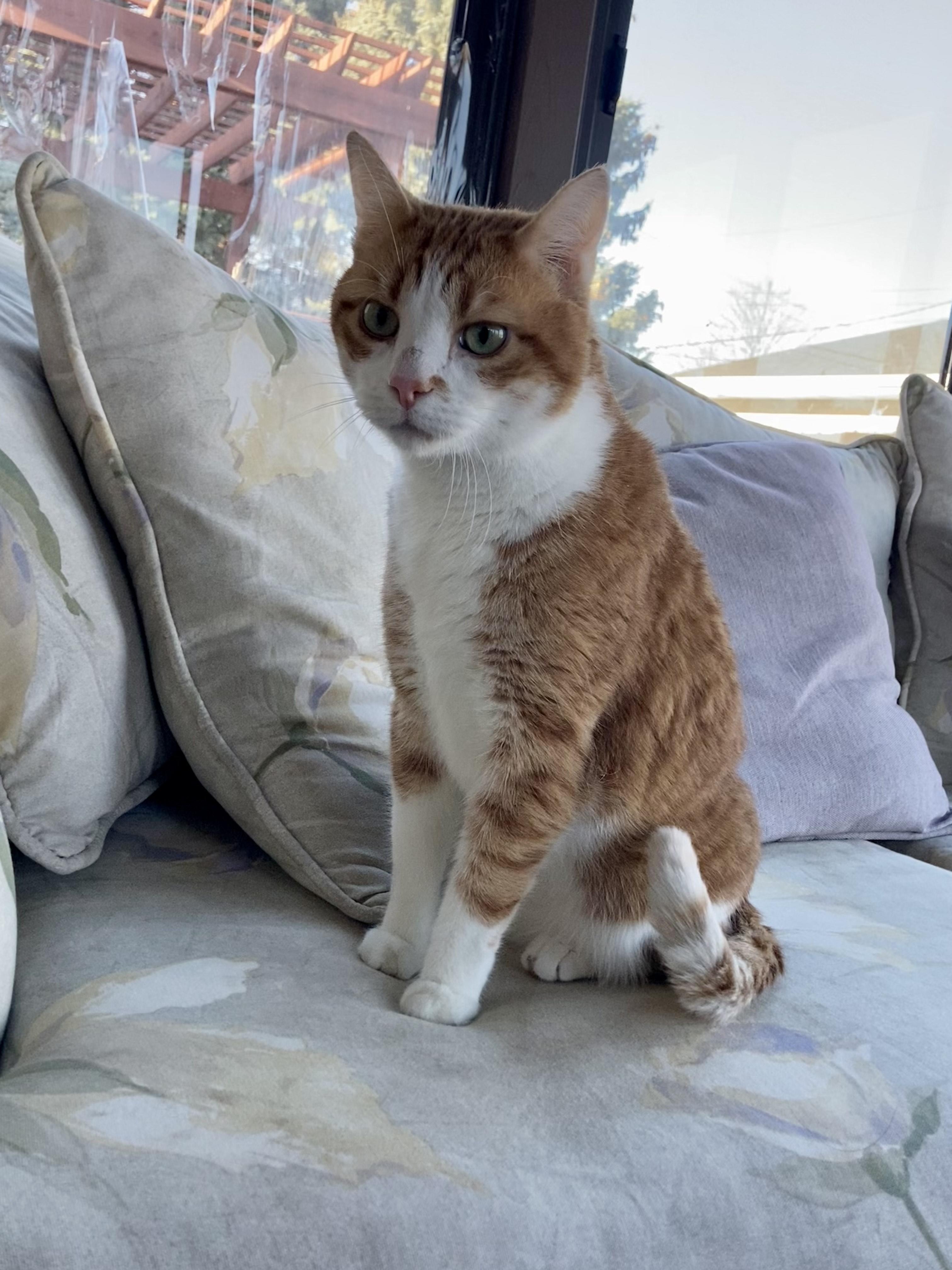 Enlarge Jabez, a Adopted Domestic Short Hair in St Paul, MN image 3/3