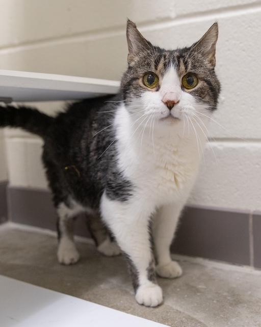 Enlarge JAZZ, a Adoptable Domestic Short Hair in Leesburg, VA image 1/1